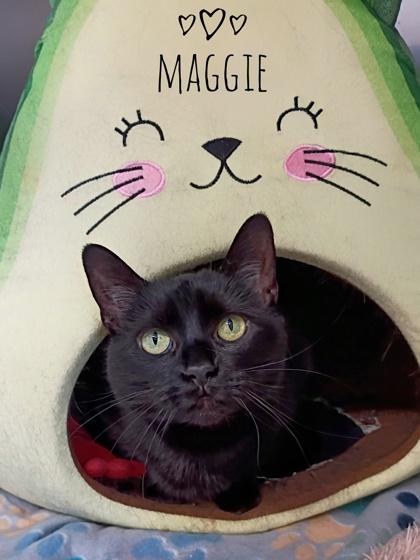 Maggie *Front declawed*, Adoptable, Senior Female Domestic Medium Hair & Domestic Short Hair.