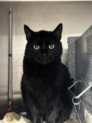 Maggie, Adoptable, Senior Female Domestic Medium Hair & Domestic Short Hair.