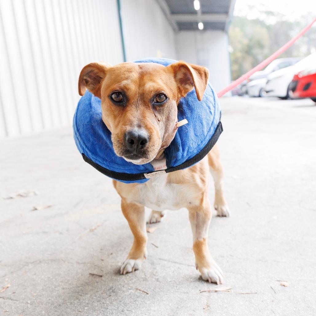 Pupcorn — thumbnail 3