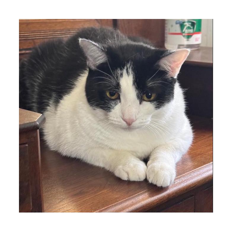 Belle, Adoptable, Adult Female Domestic Short Hair.