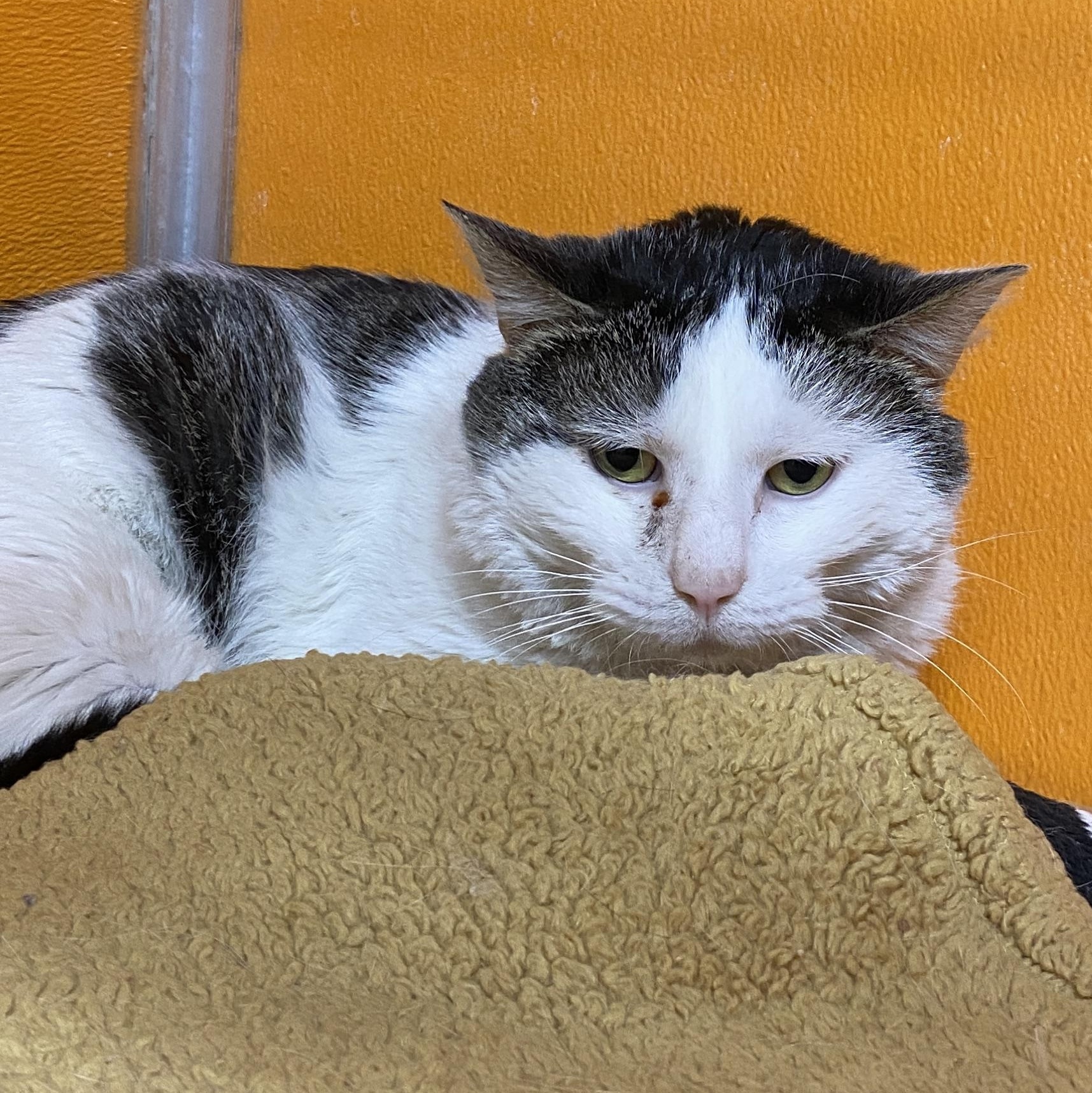Enlarge Twilight, a Adoptable Domestic Short Hair in Elyria, OH image 1/1