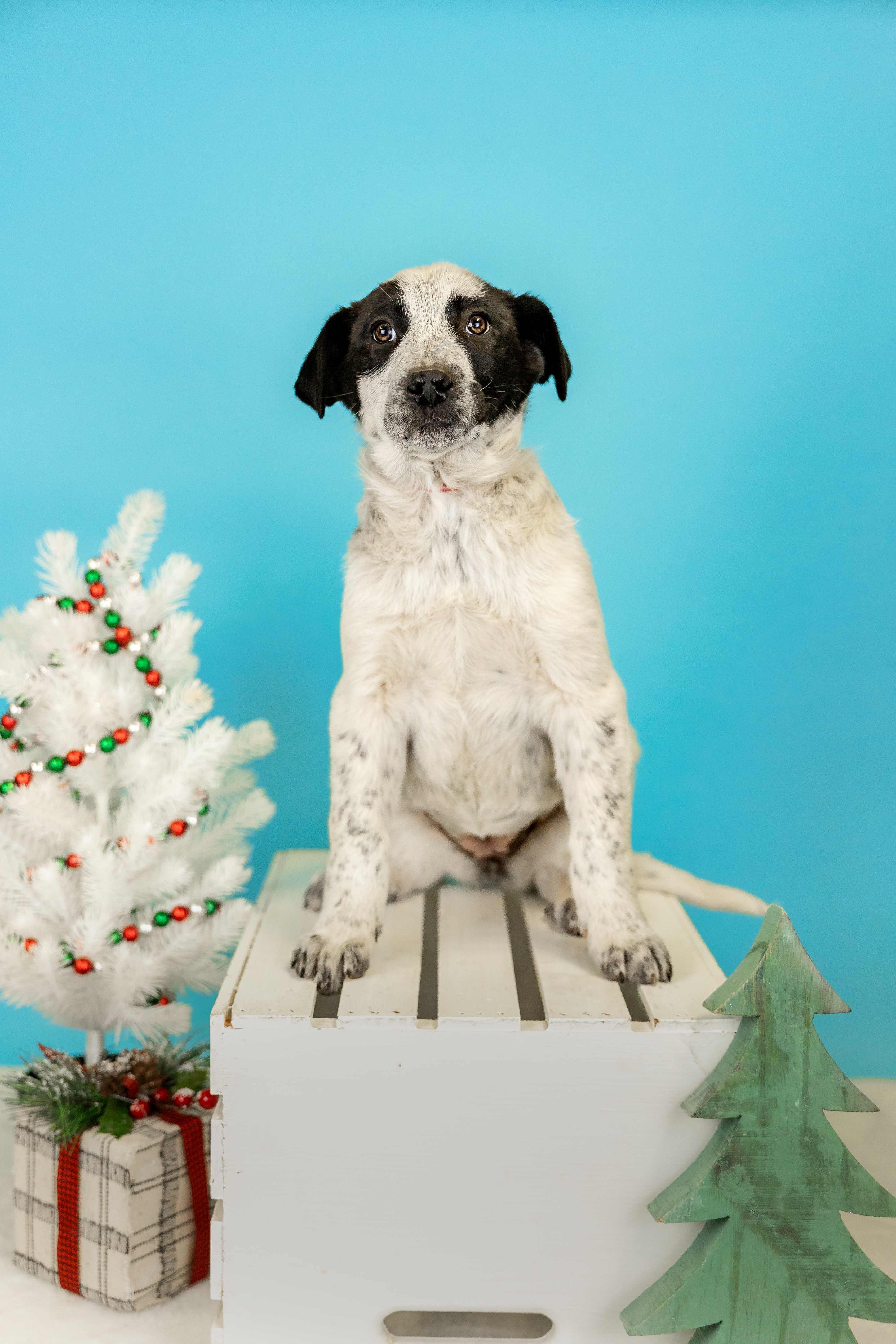 1089-25, ADOPTABLE, Young Female Australian Cattle Dog / Blue Heeler.