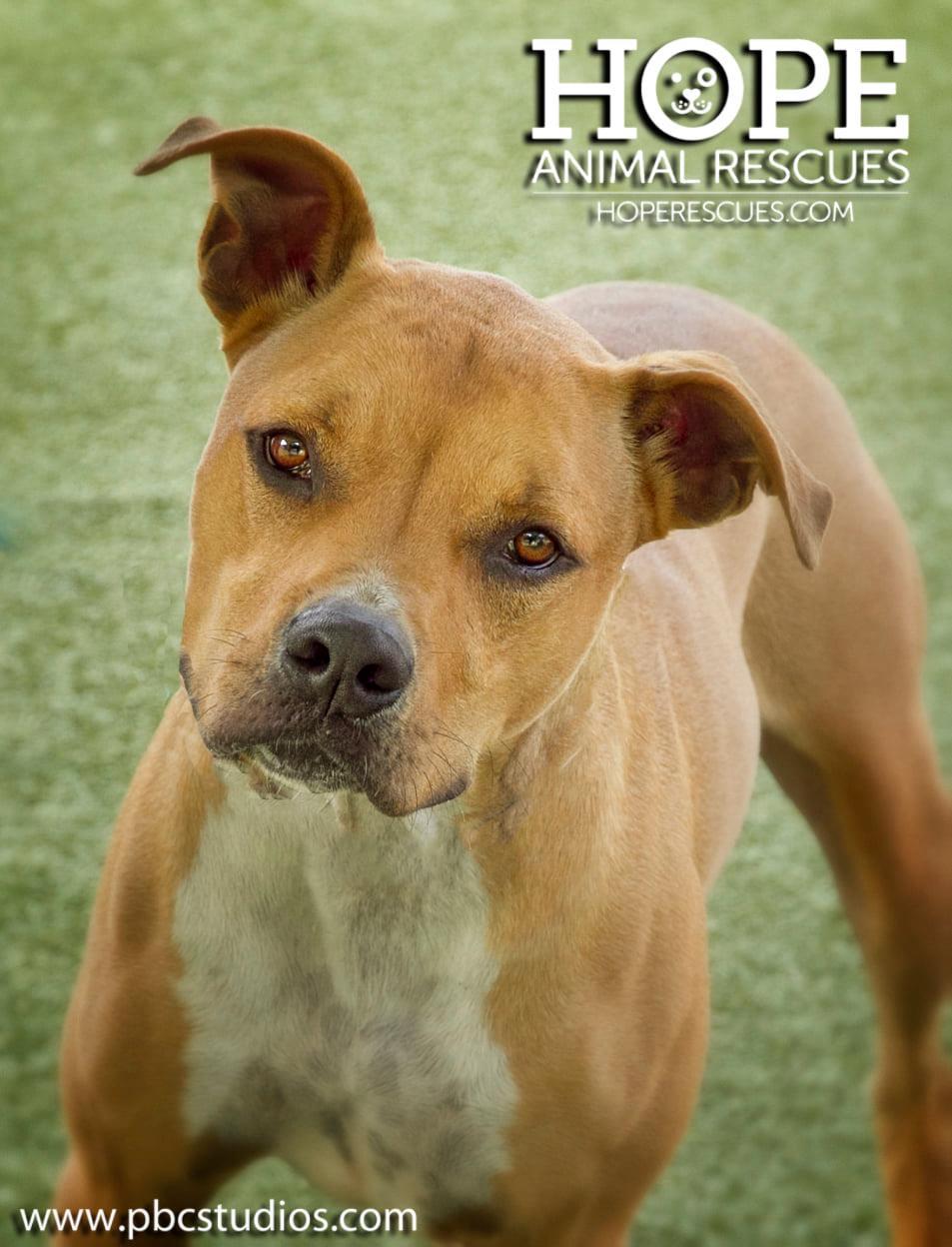 Enlarge Collin, a Adoptable mixed breed in Godfrey, IL image 1/2