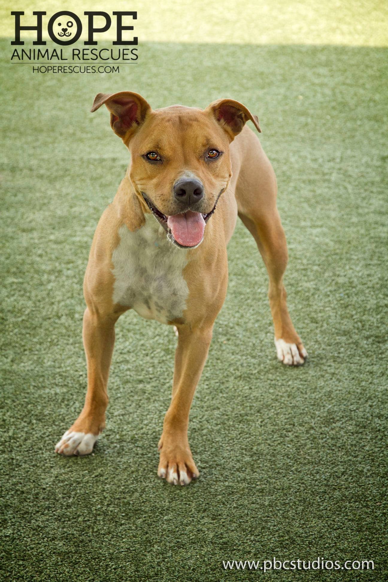 Enlarge Collin, a Adoptable mixed breed in Godfrey, IL image 2/2