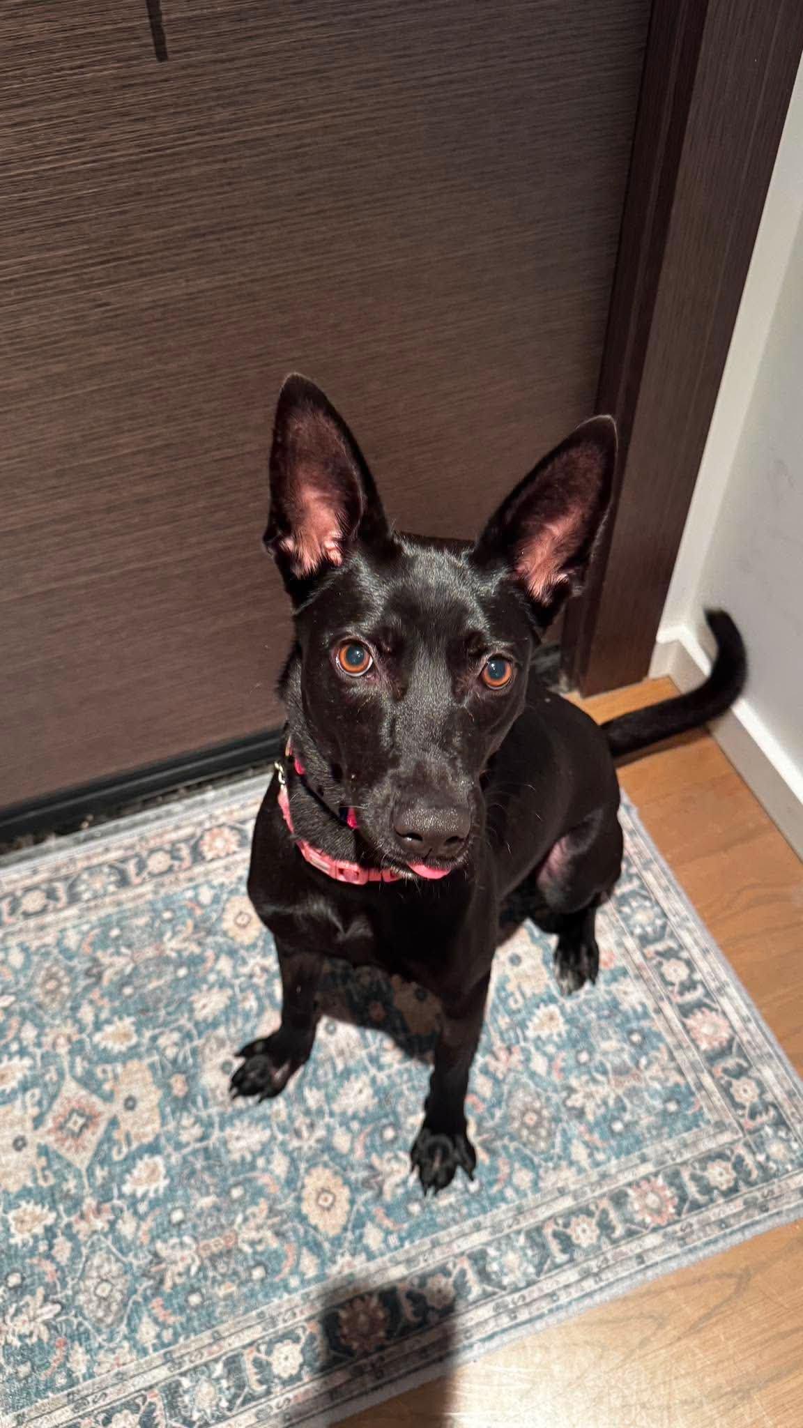 Enlarge Shelby, a Adoptable Mountain Dog in Vancouver, BC image 1/5