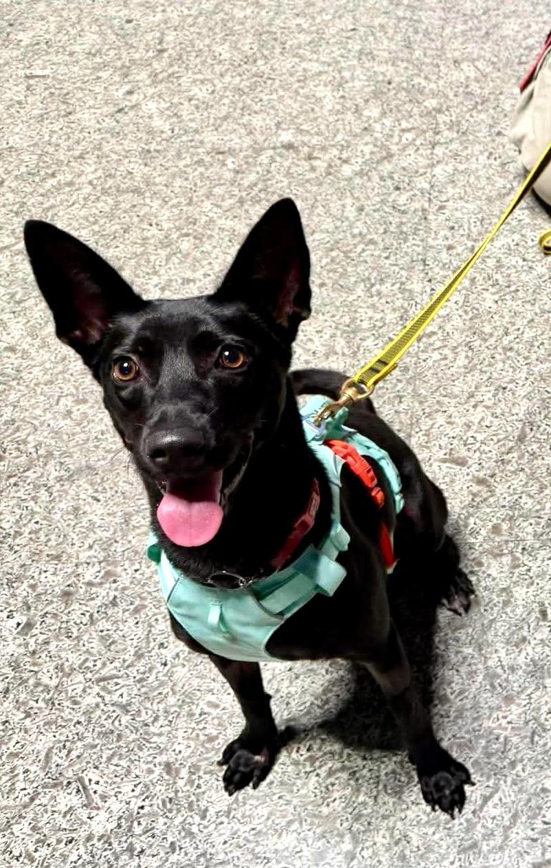 Enlarge Shelby, a Adoptable Mountain Dog in Vancouver, BC image 2/5
