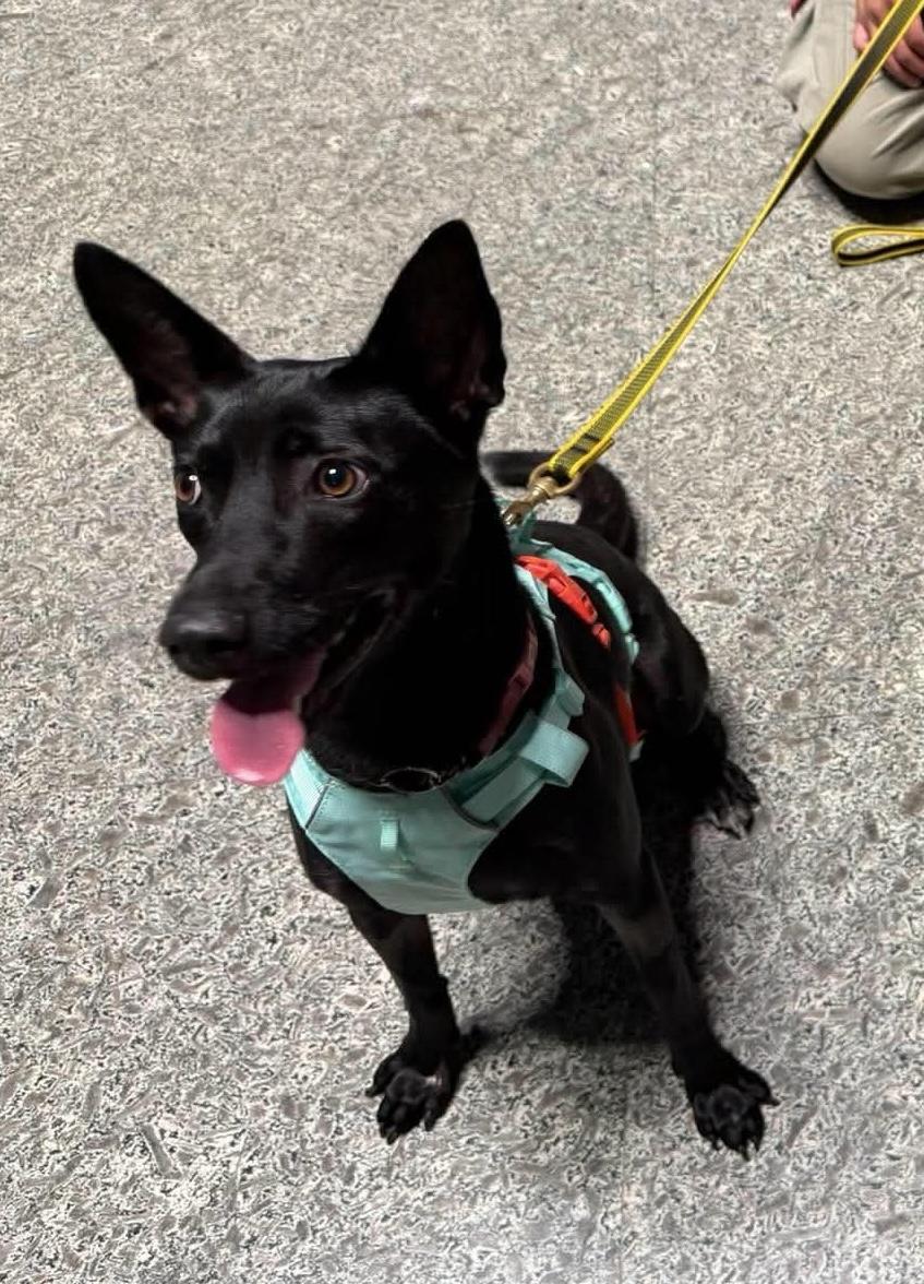 Enlarge Shelby, a Adoptable Mountain Dog in Vancouver, BC image 4/5