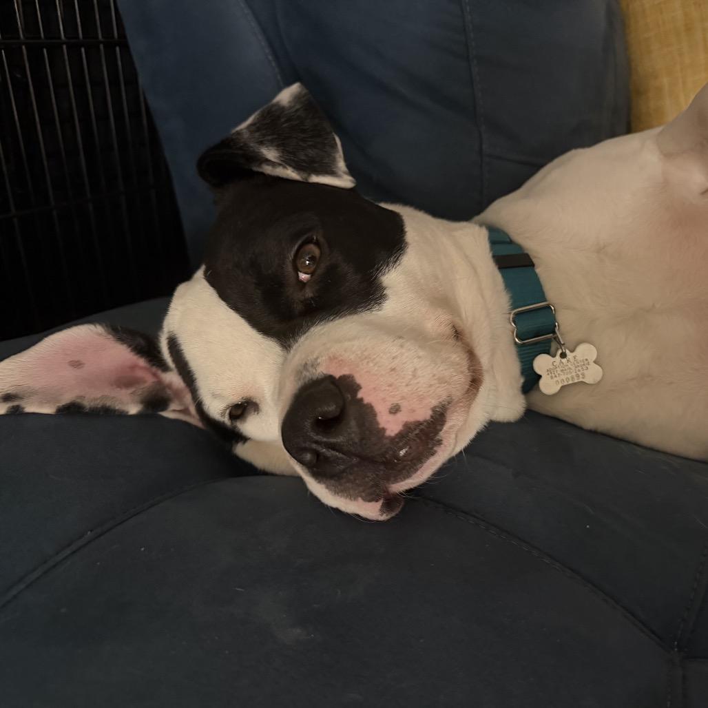 Holly, Adoptable, Adult Female Mixed Breed.