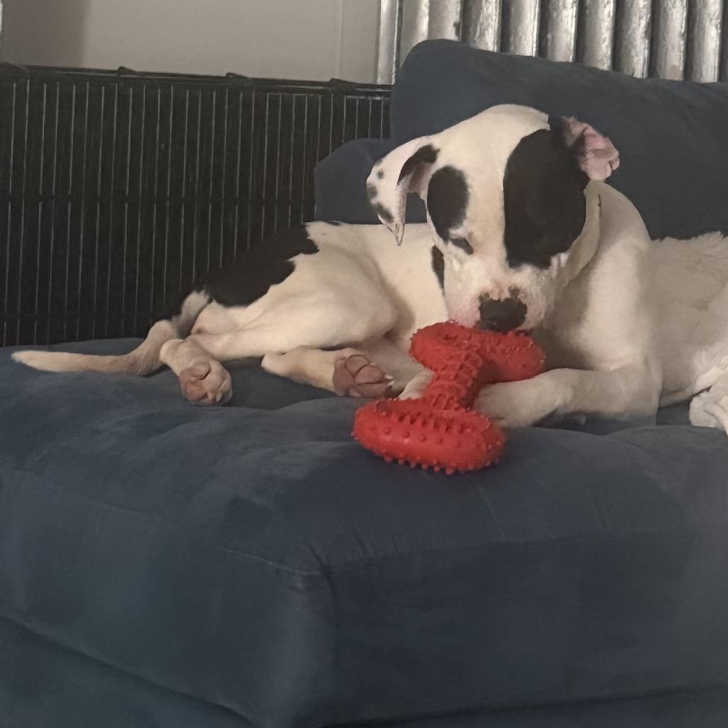 Holly, a Adoptable Mixed Breed in Skokie, IL image 2/6