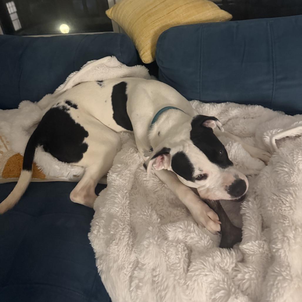 Holly, a Adoptable Mixed Breed in Skokie, IL image 3/6