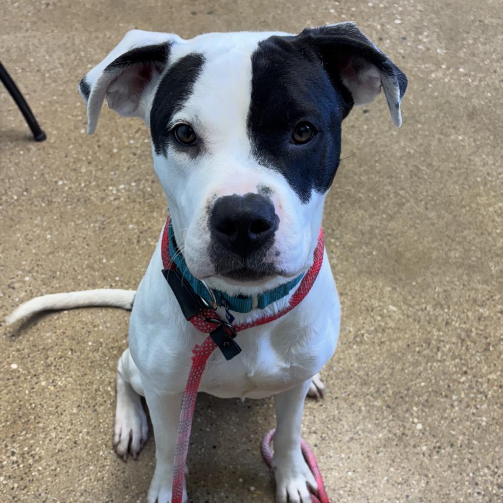Holly, a Adoptable Mixed Breed in Skokie, IL image 5/6