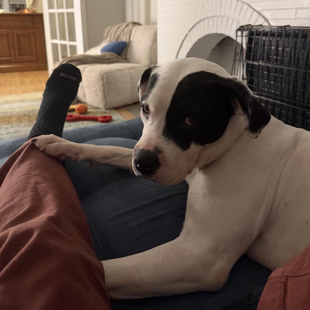 Holly, a Adoptable Mixed Breed in Skokie, IL image 6/6