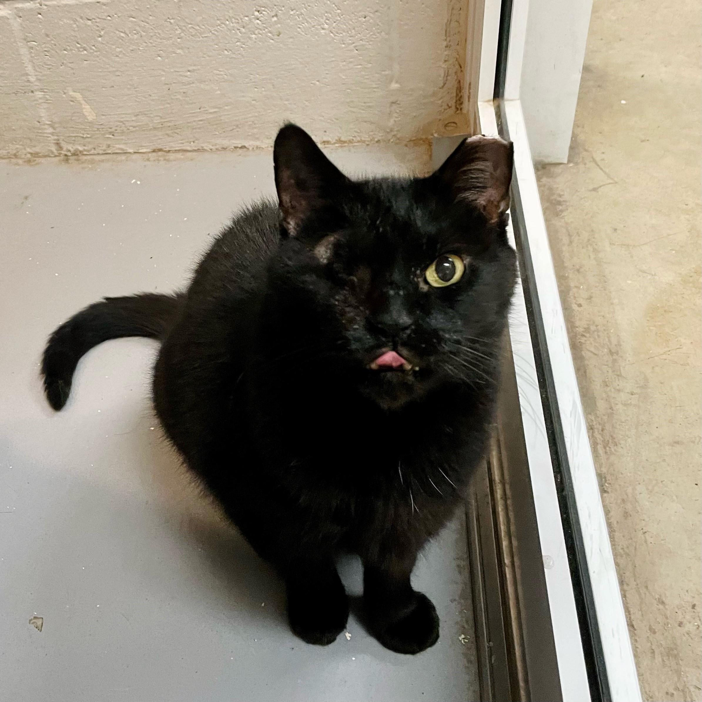 Tommy, a Adoptable Domestic Short Hair in Columbus, IN image 2/2