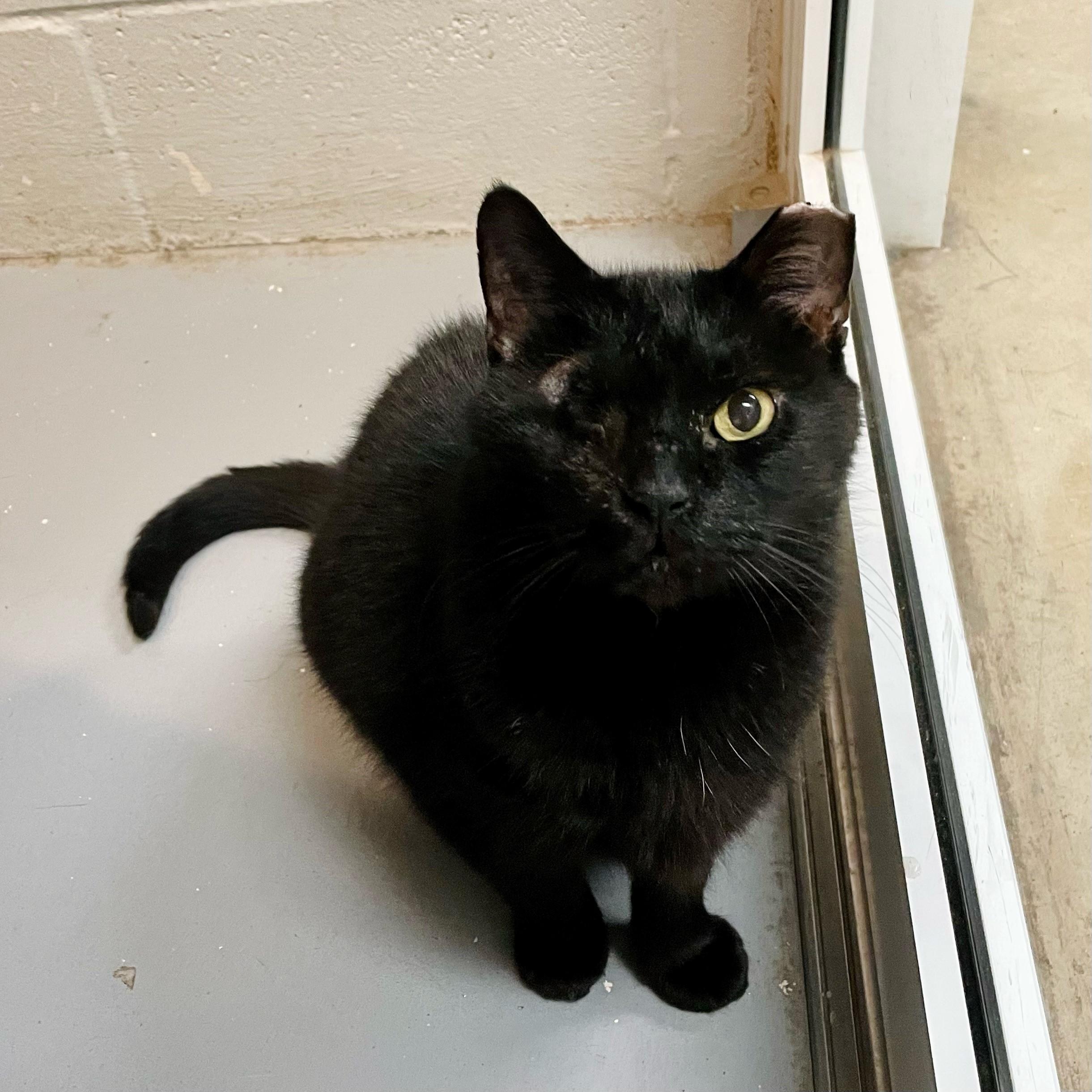 Tommy, Adoptable, Senior Male Domestic Short Hair.