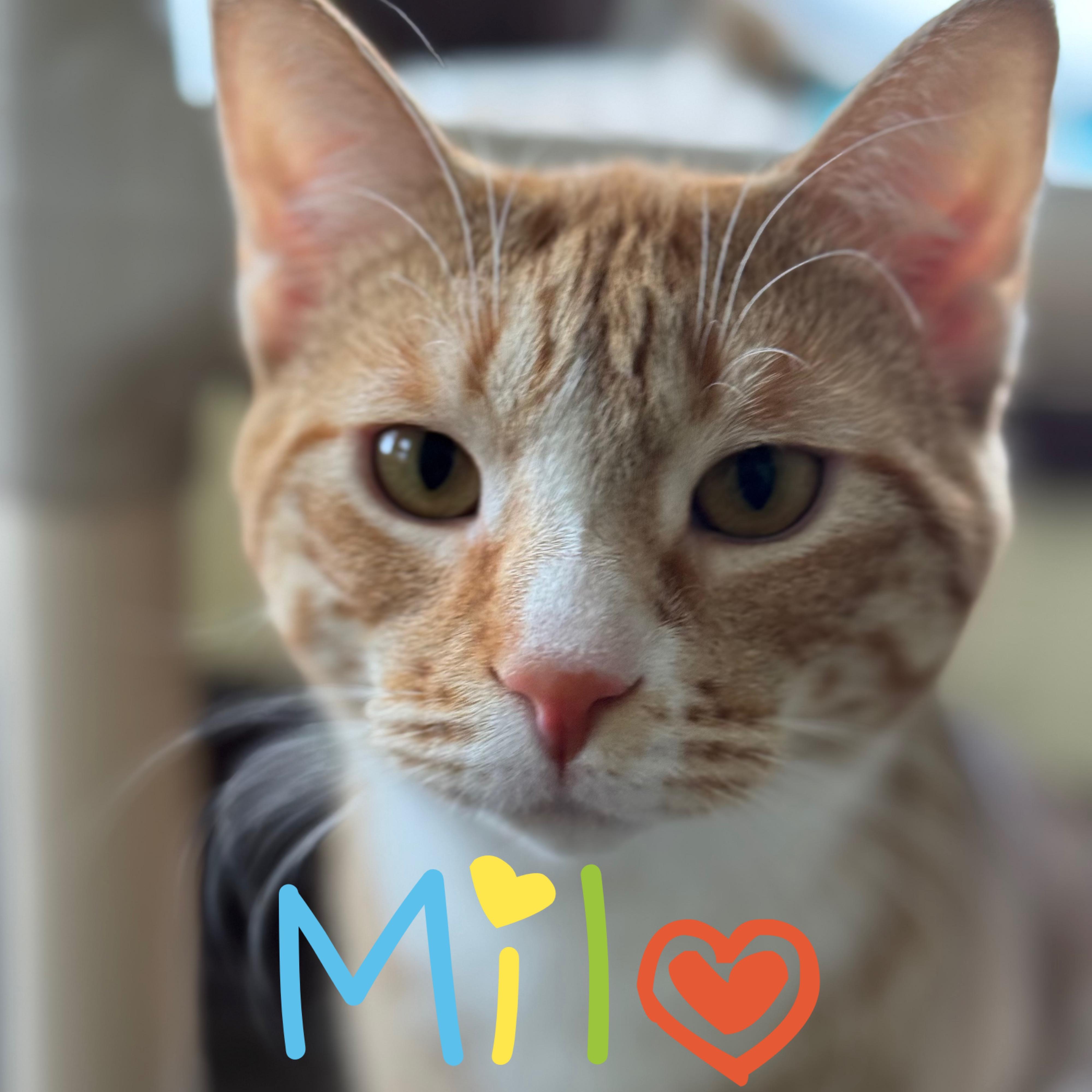 Enlarge Milo, an adoptable Domestic Short Hair in Little Falls, NY image 1/4