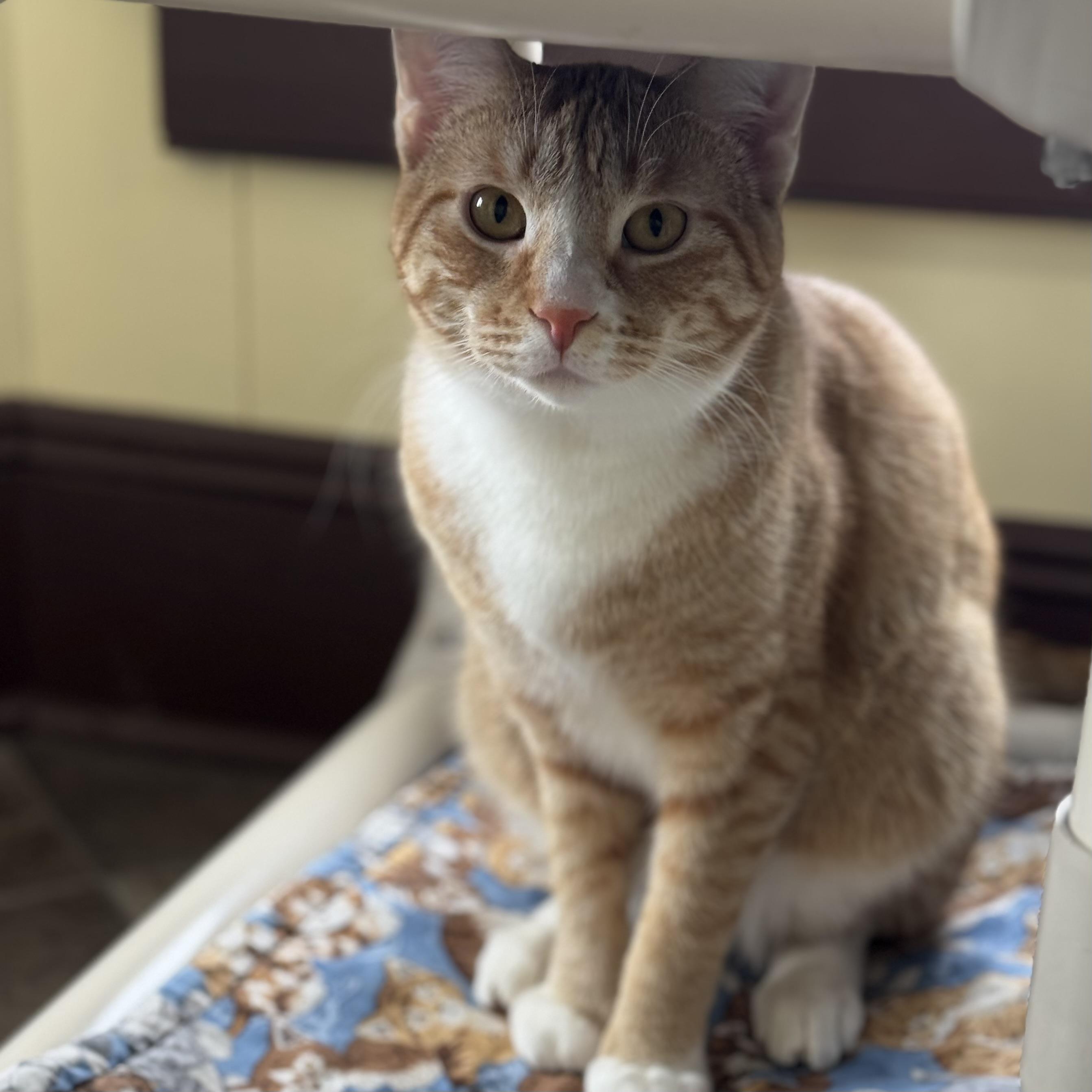 Enlarge Milo, an adoptable Domestic Short Hair in Little Falls, NY image 3/4