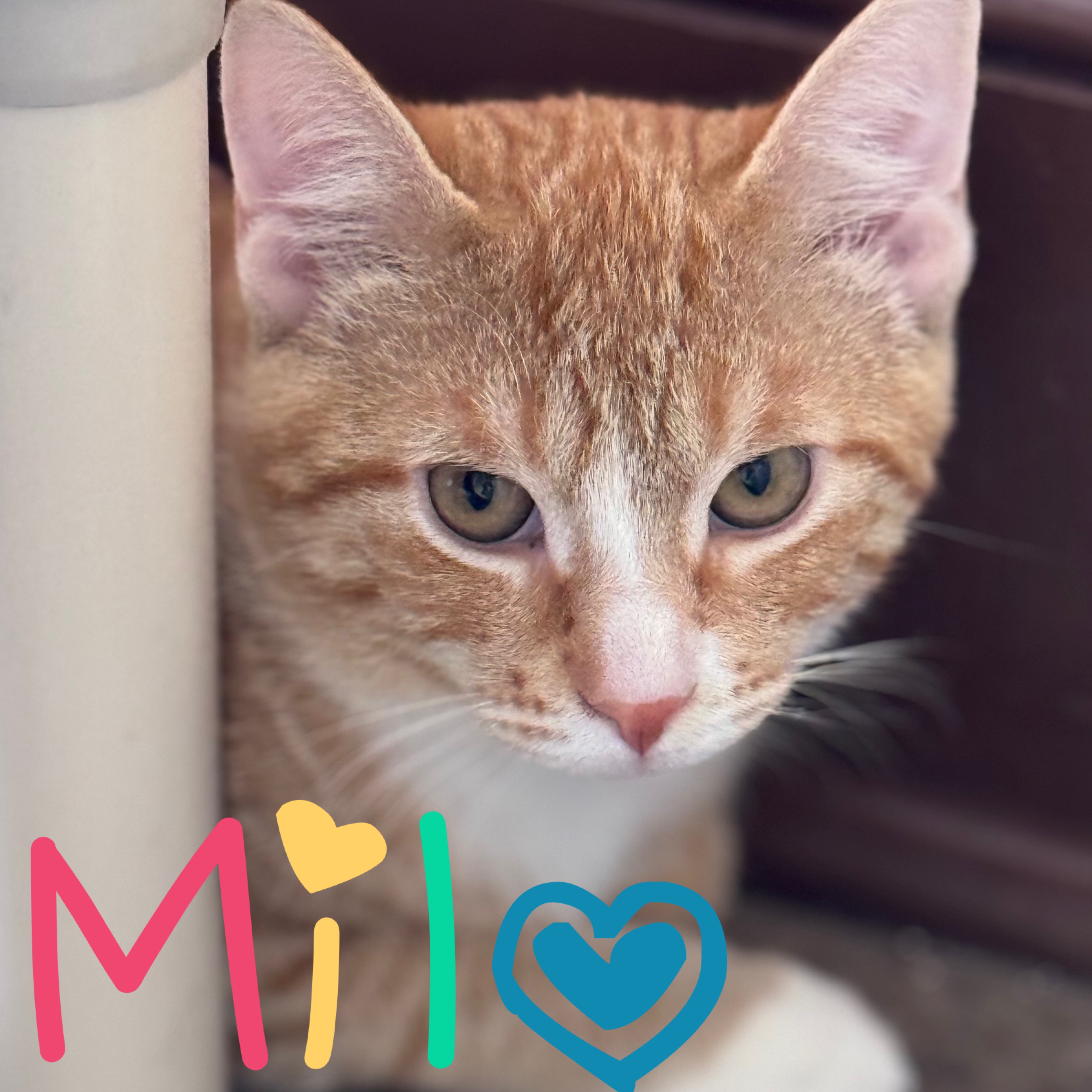 Enlarge Milo, an adoptable Domestic Short Hair in Little Falls, NY image 2/4