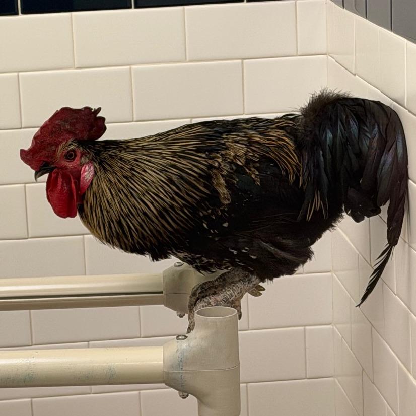 Cluck Kent, Adoptable, Young Male Chicken.