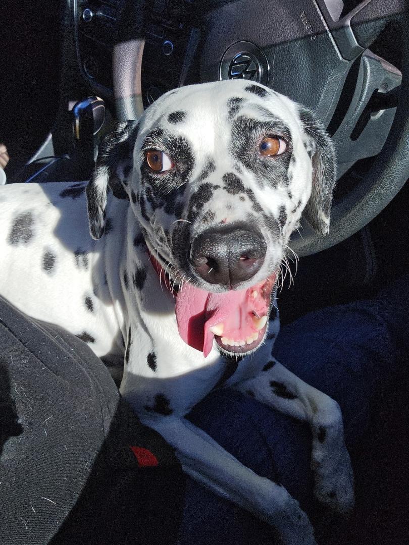 Enlarge Luna-Bakersfield, CA, a Adoptable Dalmatian in San Diego, CA image 2/4