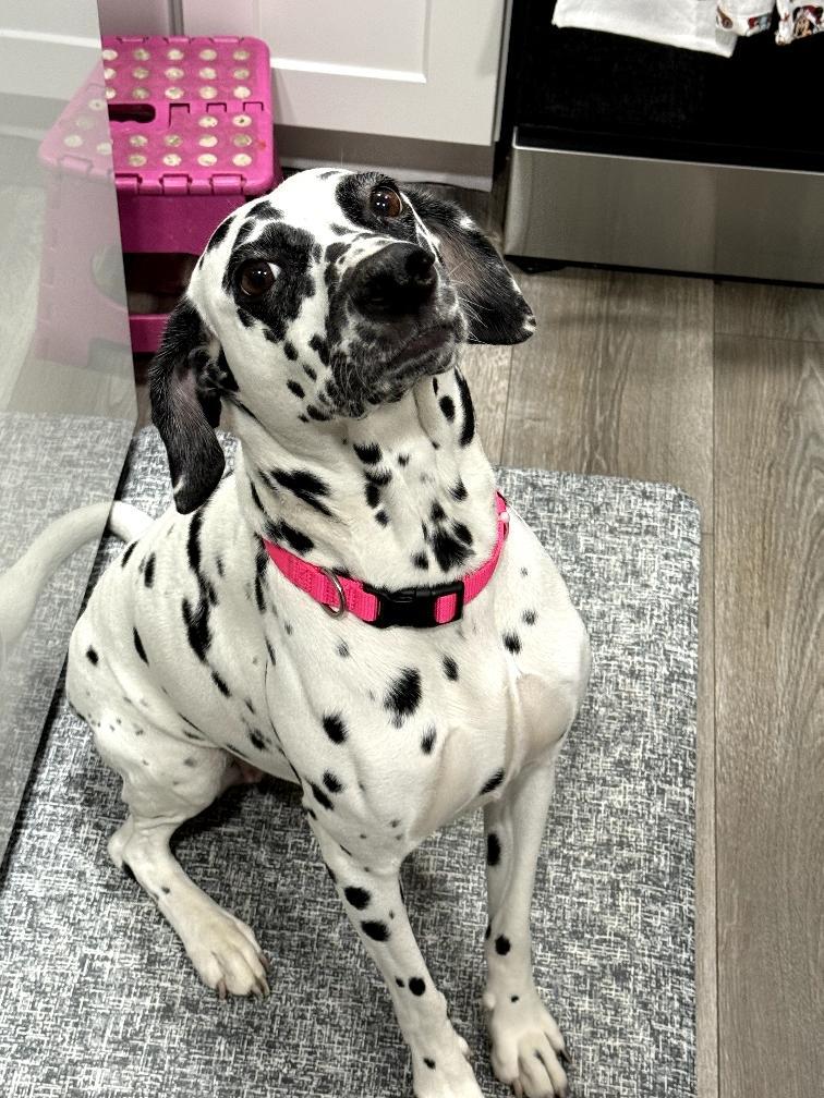 Enlarge Luna-Bakersfield, CA, a Adoptable Dalmatian in San Diego, CA image 1/4