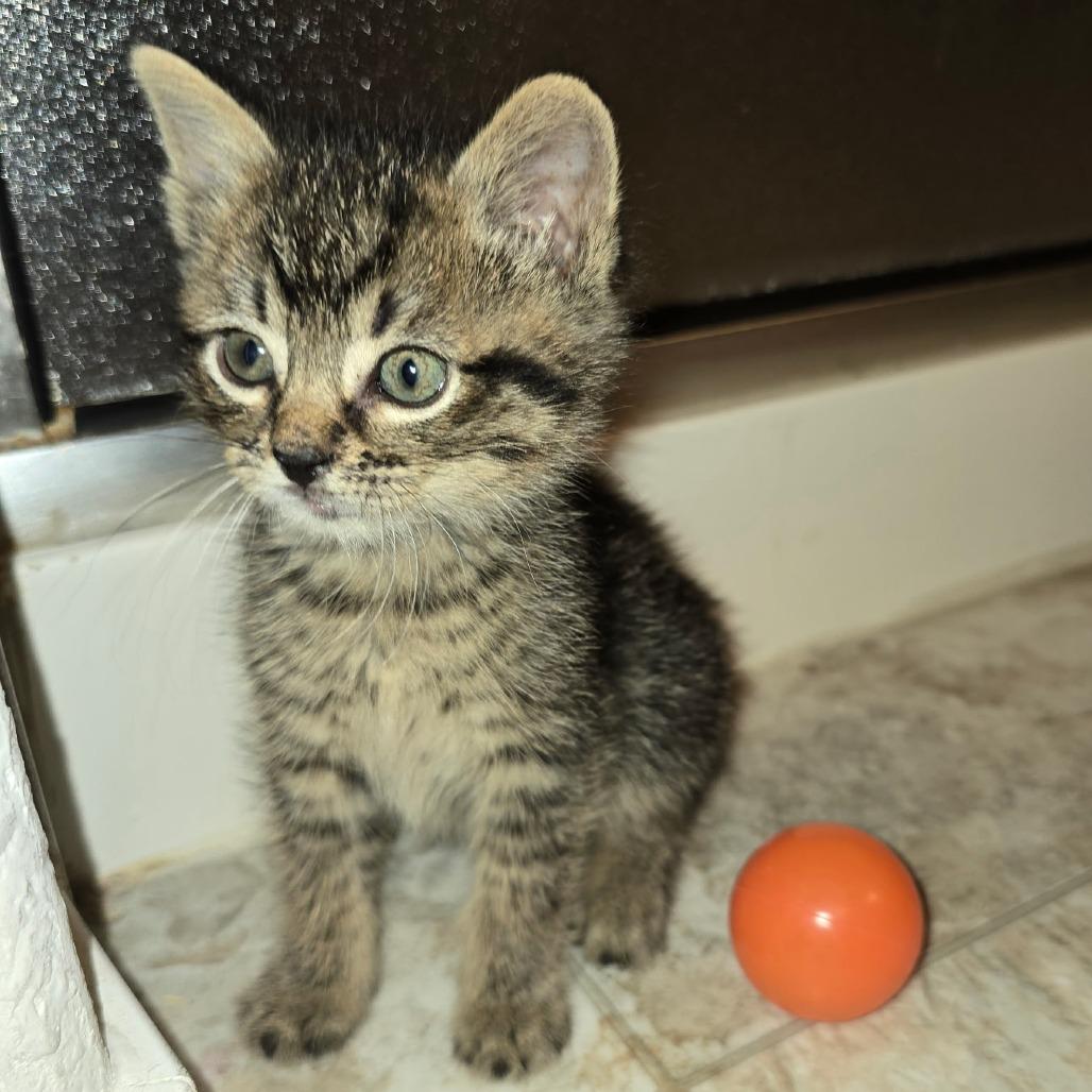 Squid, a Adoptable Domestic Short Hair in Fort Worth, TX image 1/3