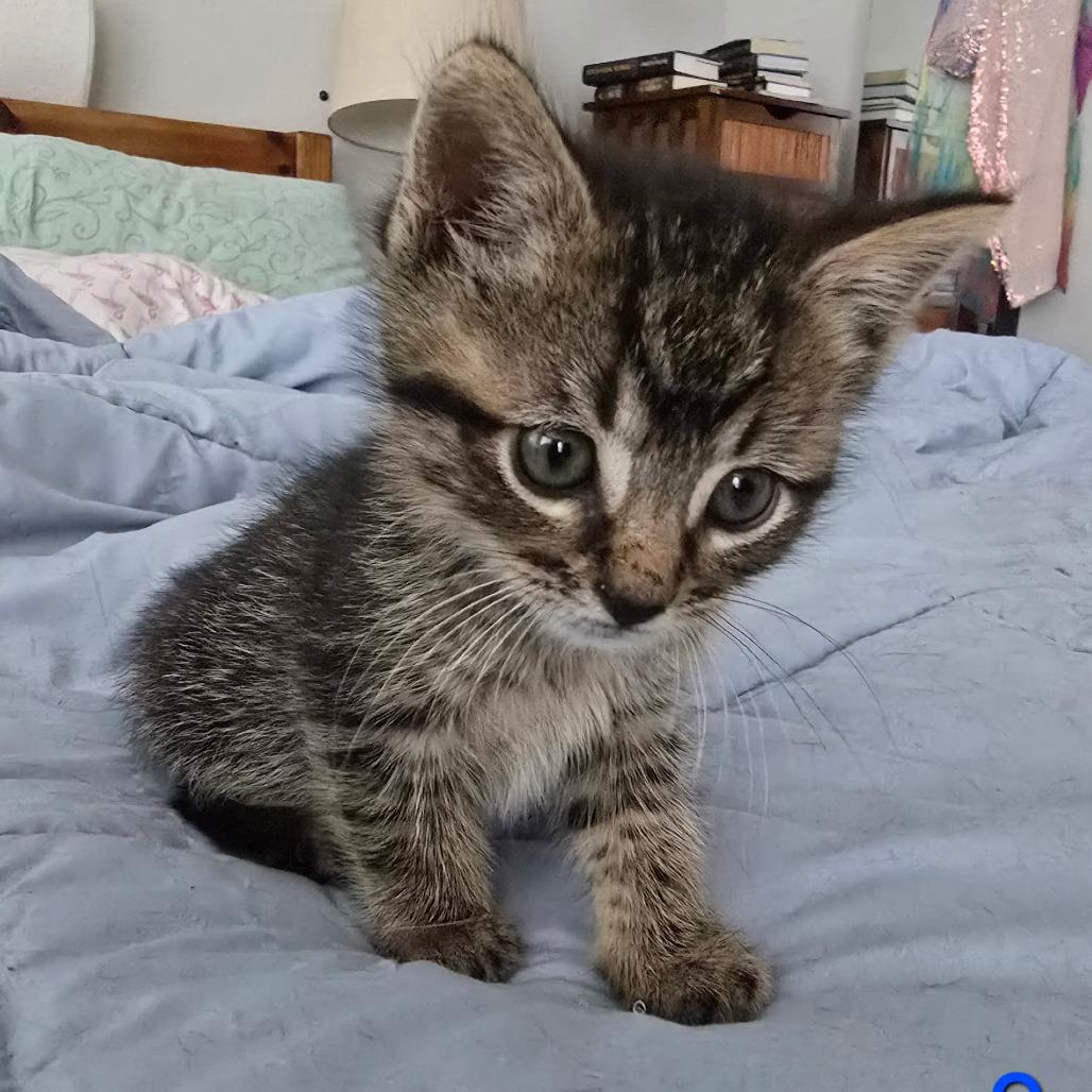 Squid, a Adoptable Domestic Short Hair in Fort Worth, TX image 2/3