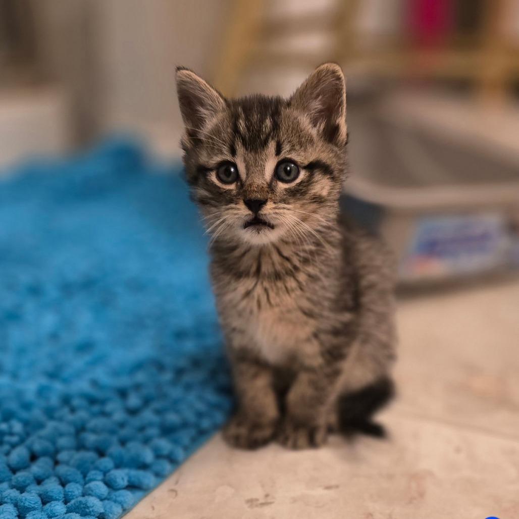 Squid, a Adoptable Domestic Short Hair in Fort Worth, TX image 3/3