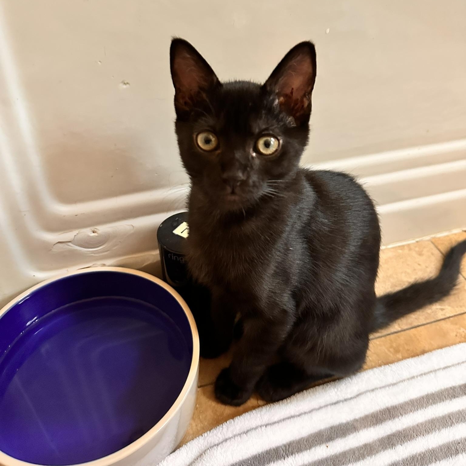 Lilo, a Adoptable American Shorthair in North Hollywood, CA image 2/5