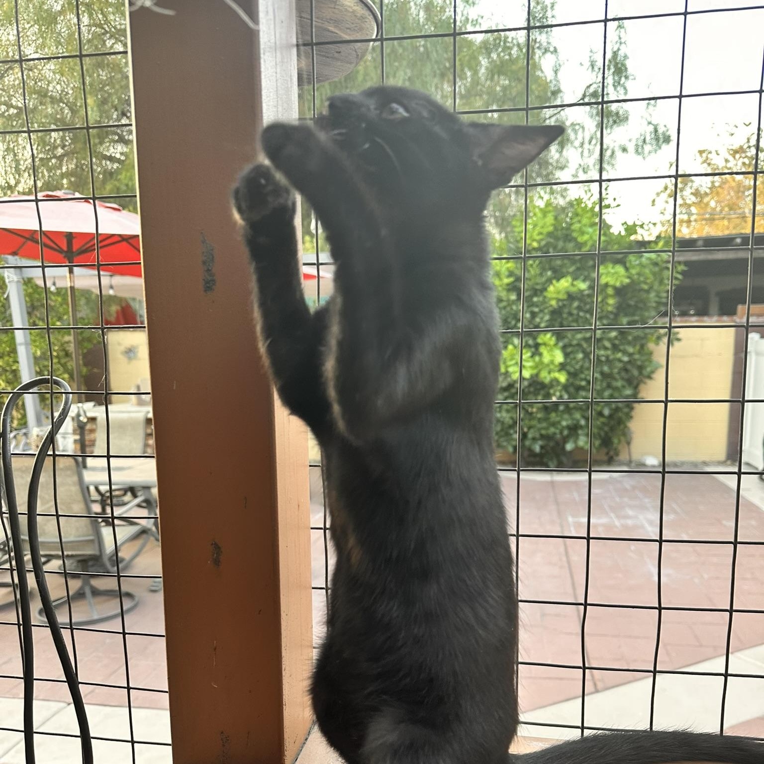 Lilo, a Adoptable American Shorthair in North Hollywood, CA image 1/5