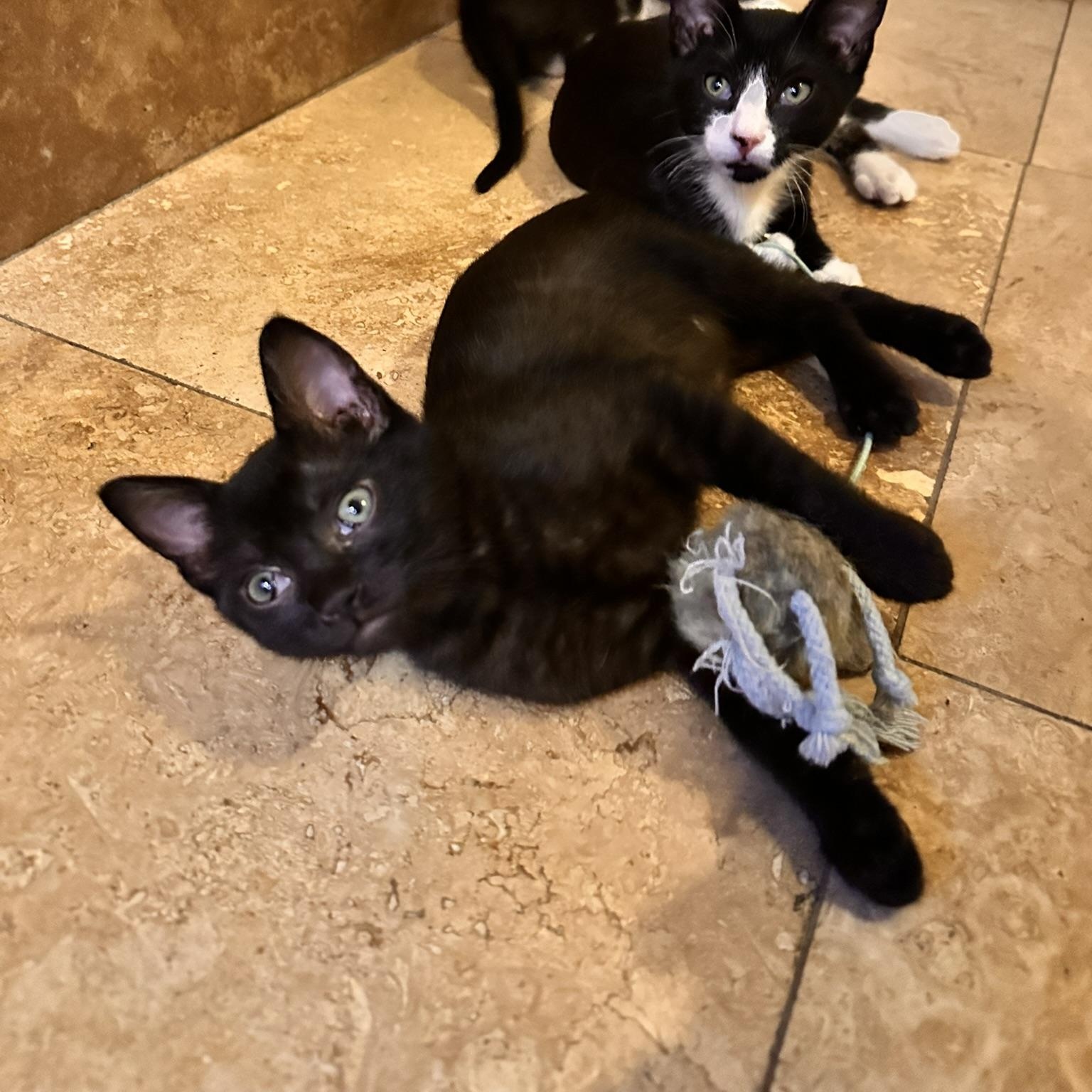 Lilo, a Adoptable American Shorthair in North Hollywood, CA image 5/5