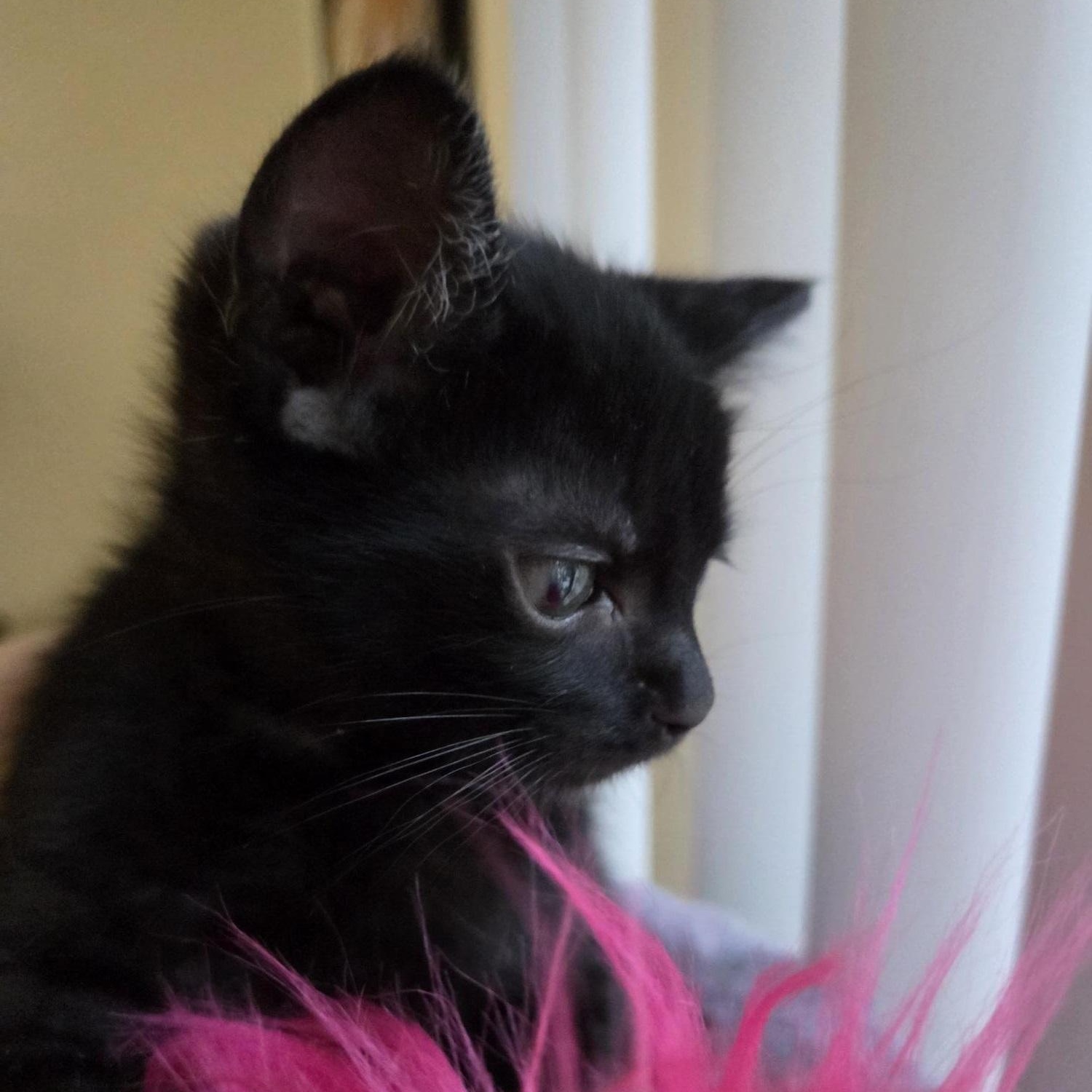 Lilo, a Adoptable American Shorthair in North Hollywood, CA image 4/5