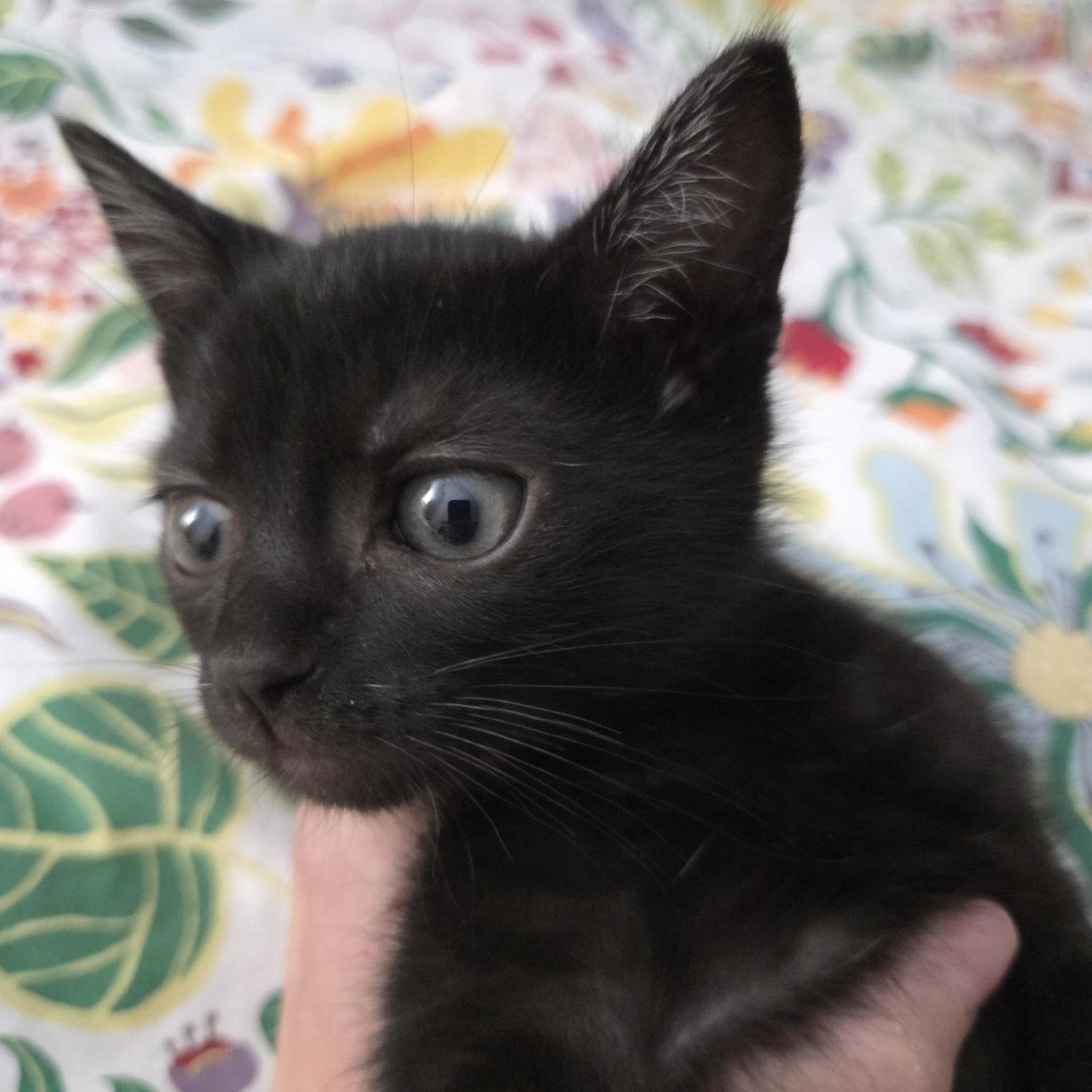 Lilo, a Adoptable American Shorthair in North Hollywood, CA image 3/5