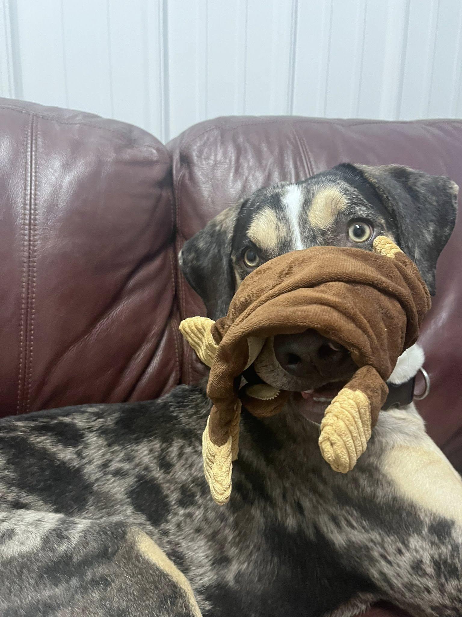 Enlarge Tie-Dye, a ADOPTABLE Mixed Breed in Davenport, IA image 2/3