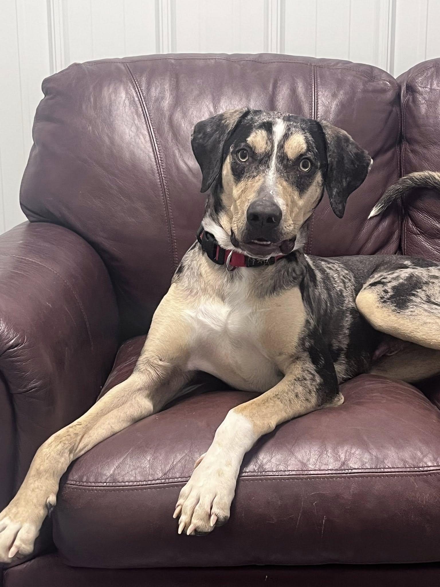 Enlarge Tie-Dye, a ADOPTABLE Mixed Breed in Davenport, IA image 1/3