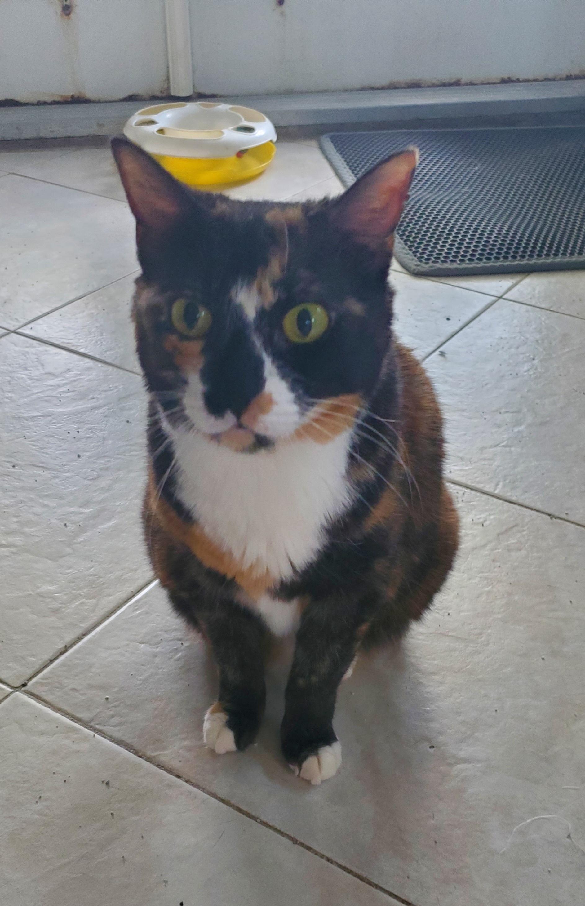 Cleo, a Adoptable Calico in Port Orange, FL image 5/5
