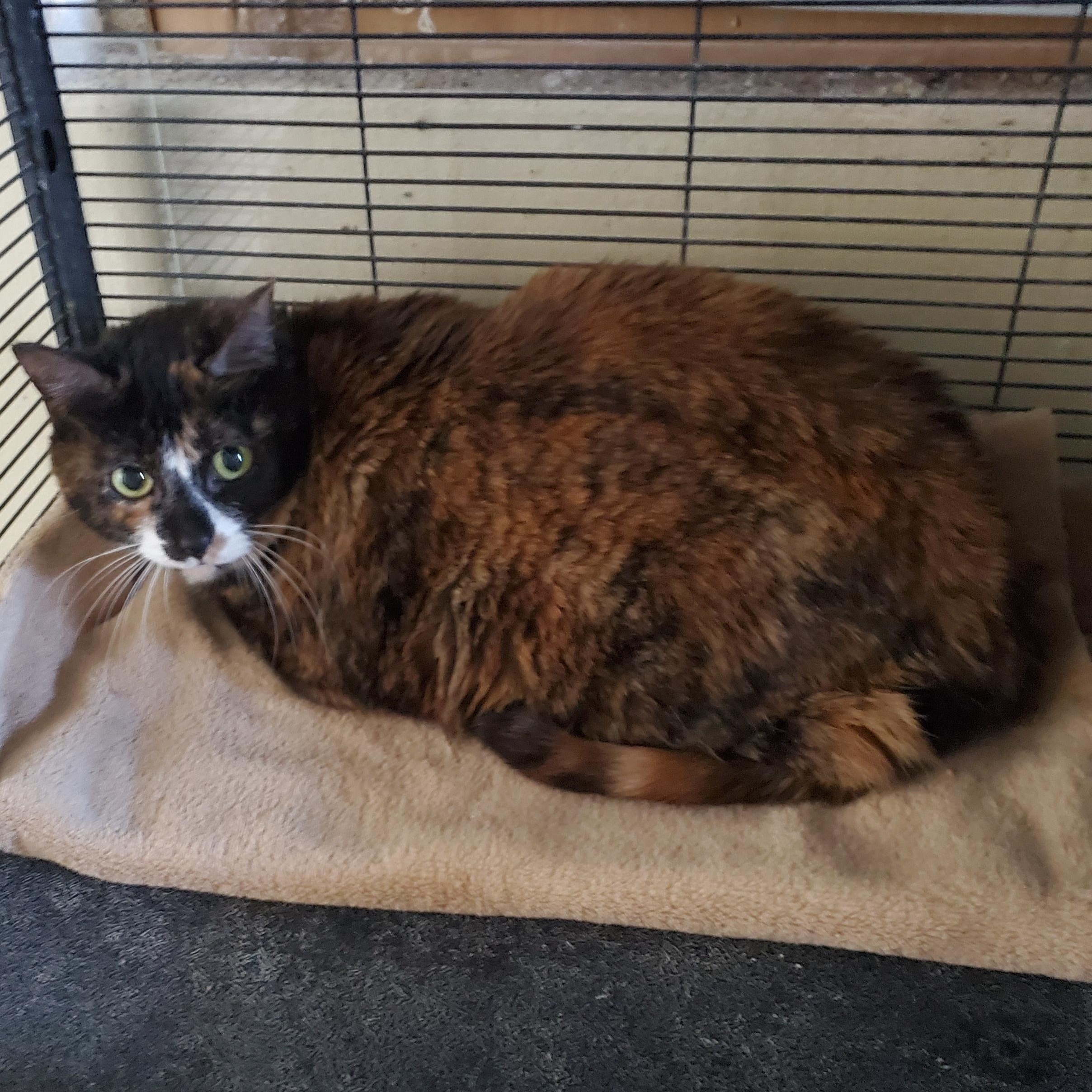 Cleo, a Adoptable Calico in Port Orange, FL image 2/5