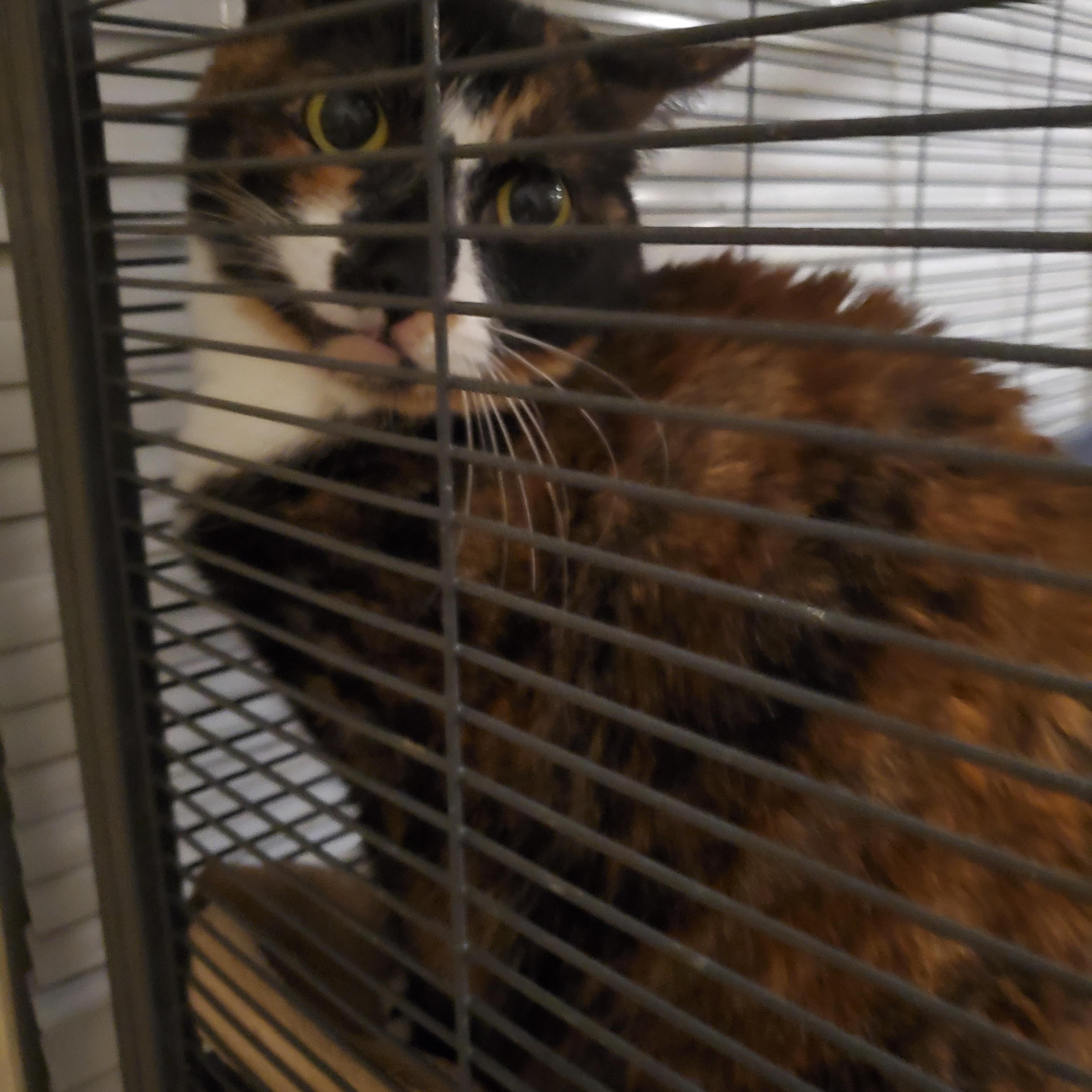 Cleo, a Adoptable Calico in Port Orange, FL image 3/5