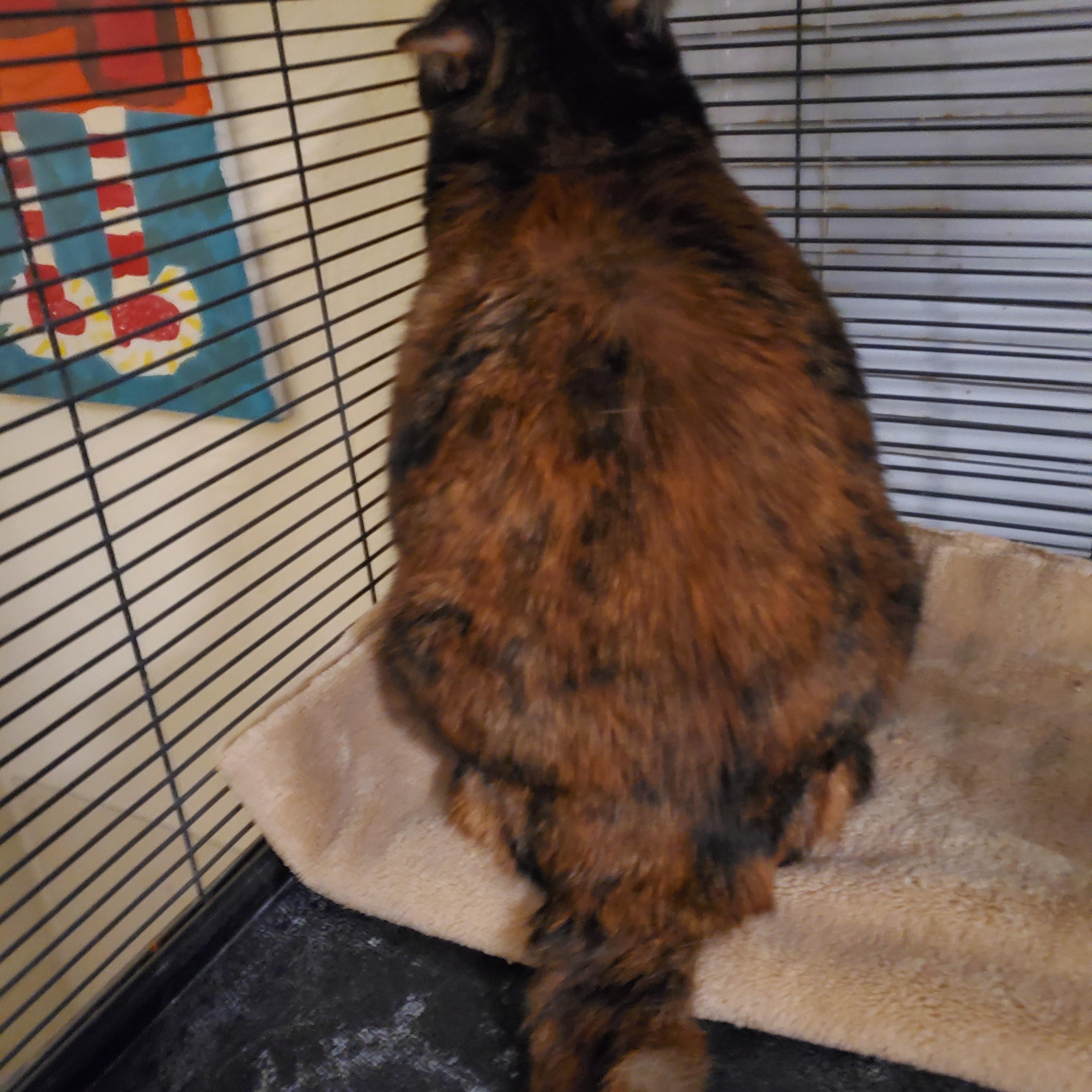 Cleo, a Adoptable Calico in Port Orange, FL image 4/5