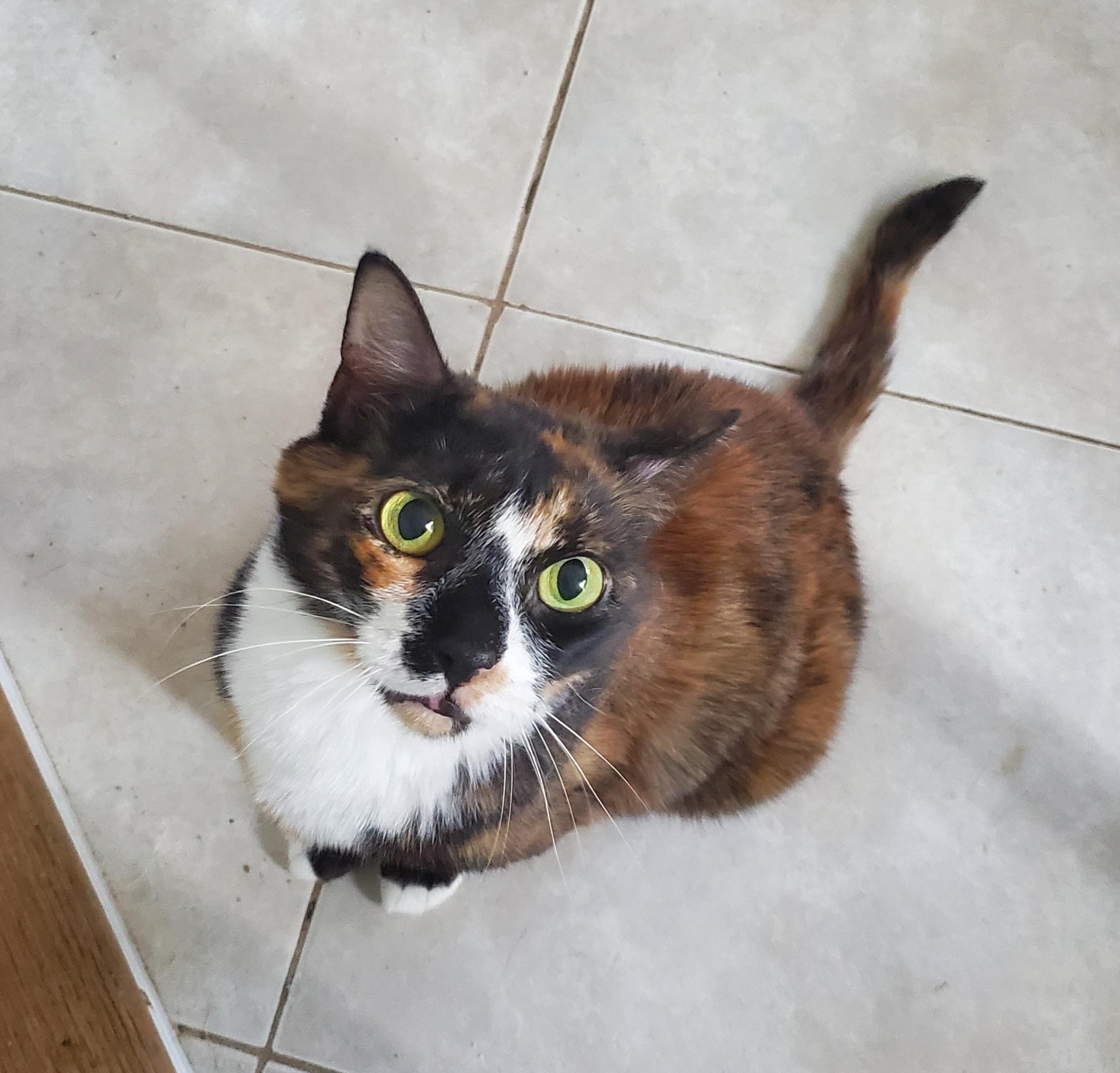 Cleo, Adoptable, Adult Female Calico.