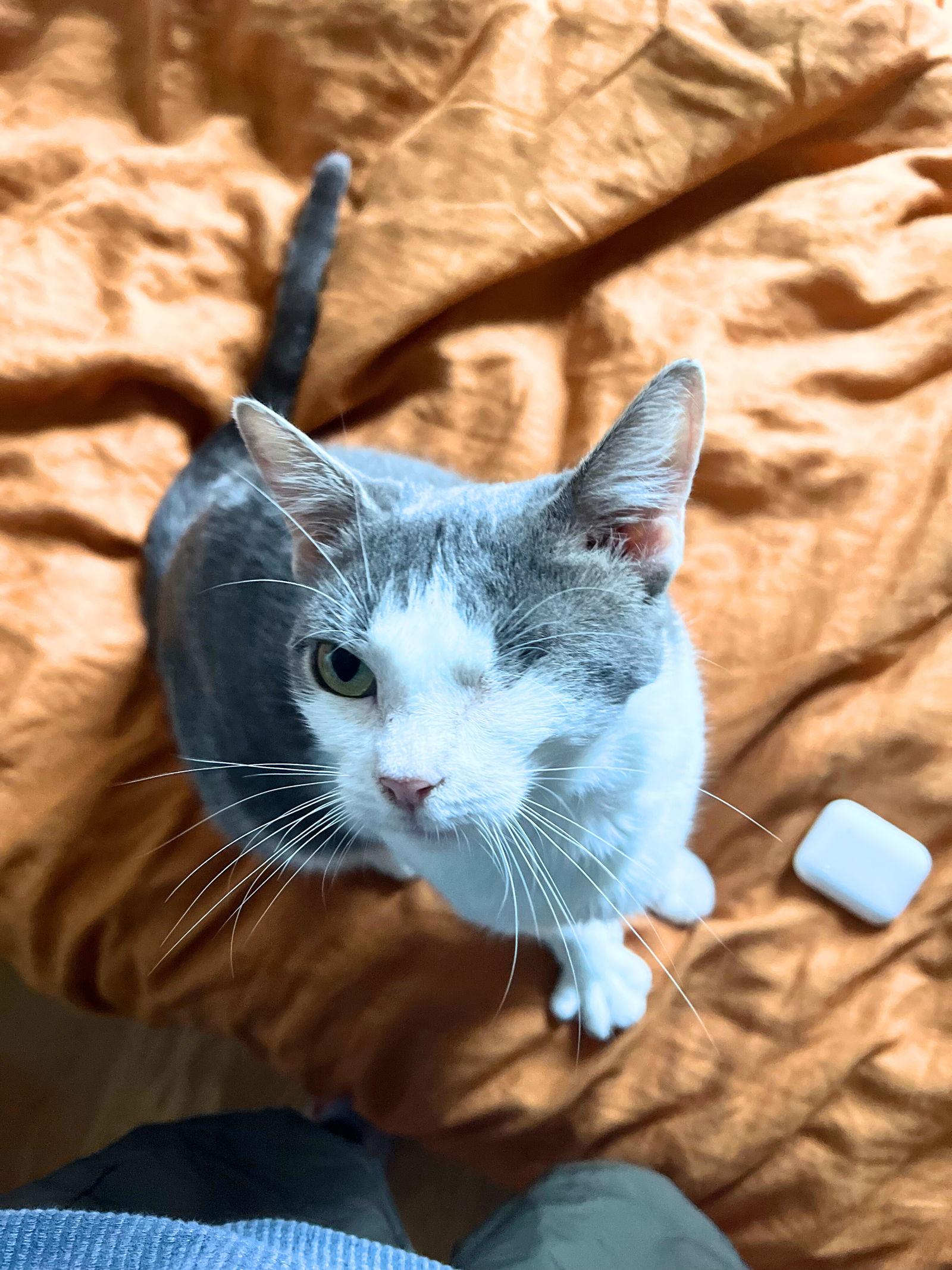 Orla Gerritsen, Adoptable, Adult Female Domestic Short Hair.