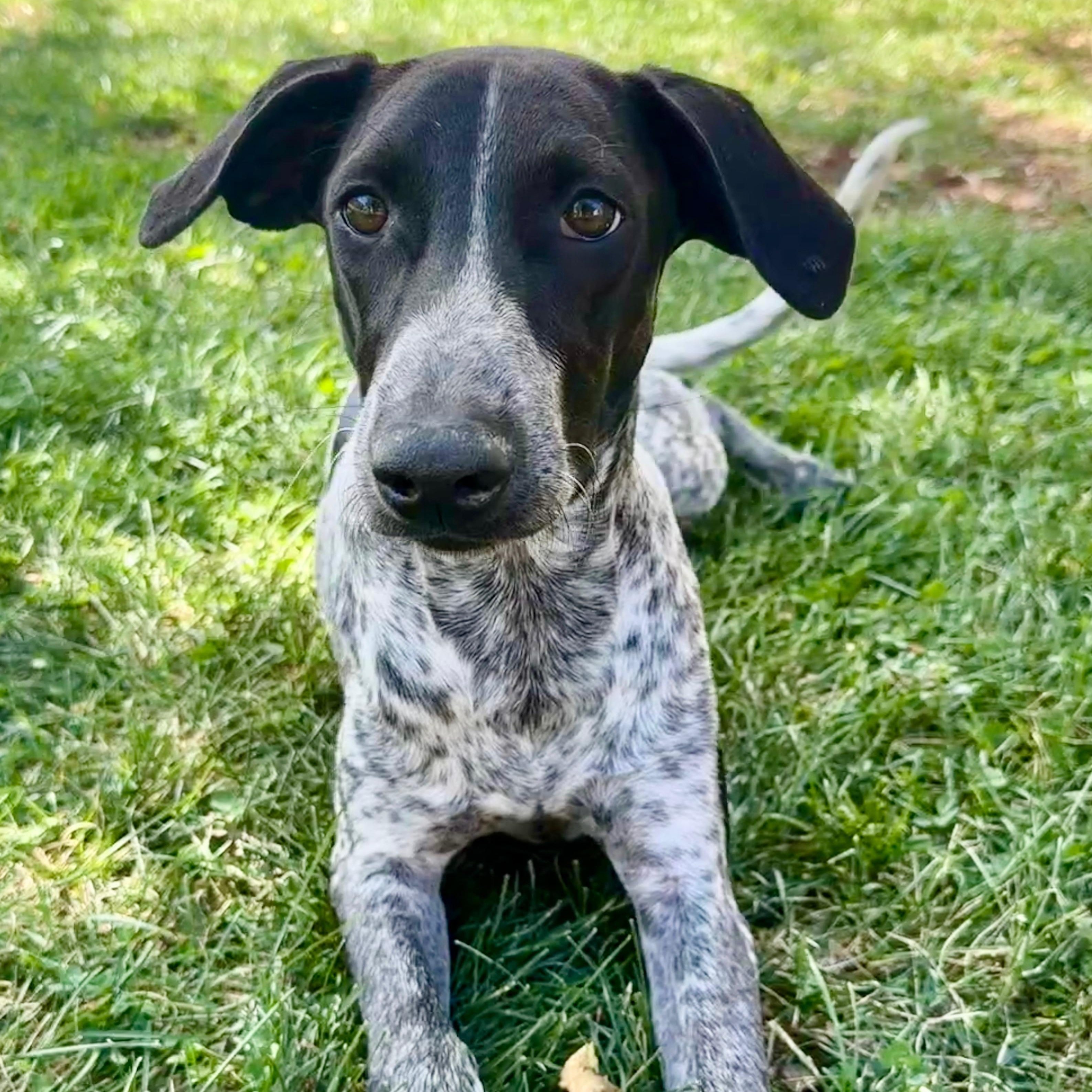 Enlarge Nikki, a Adopted mixed breed in Fort Collins, CO image 1/6