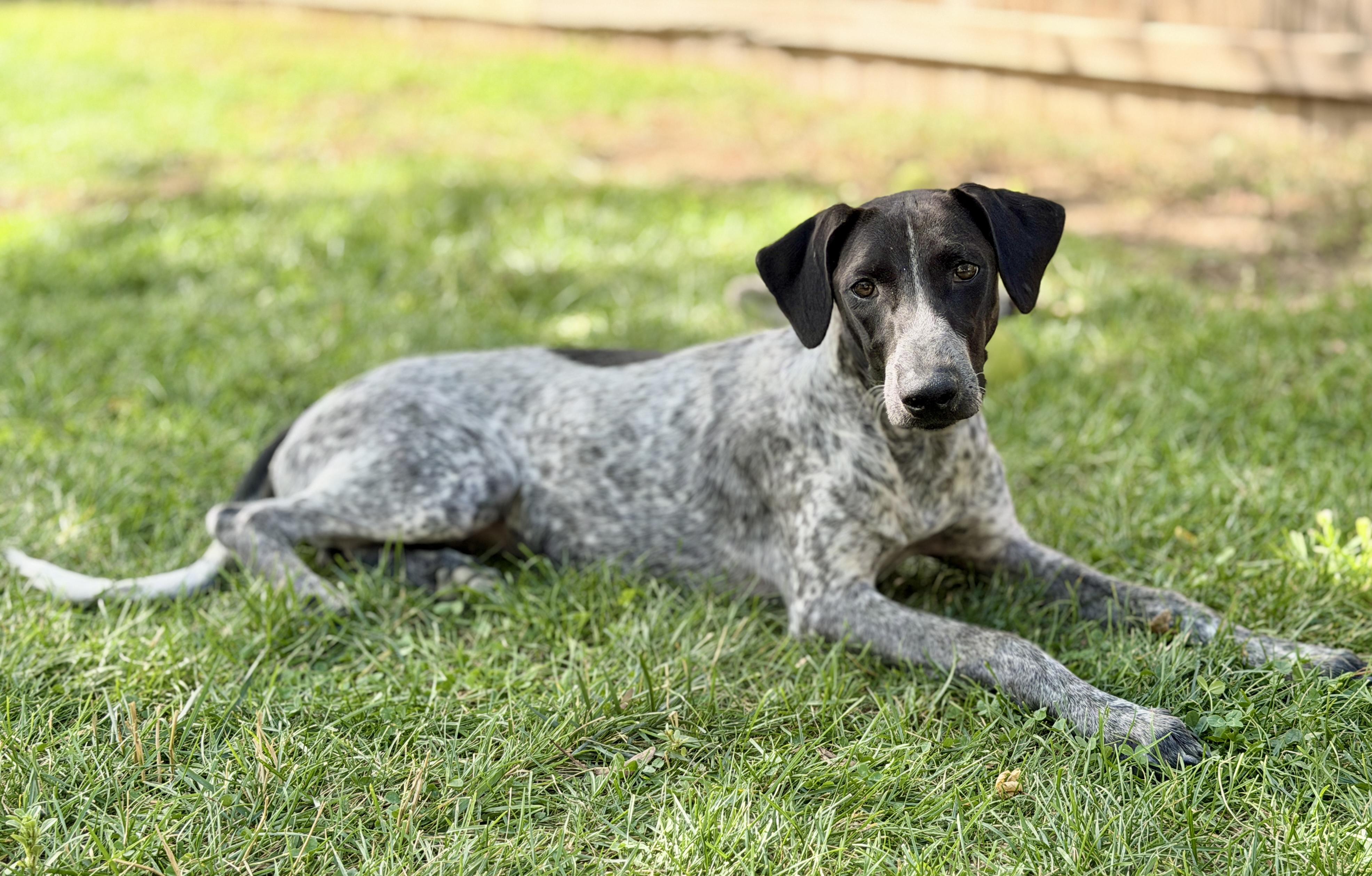 Enlarge Nikki, a Adopted mixed breed in Fort Collins, CO image 2/6