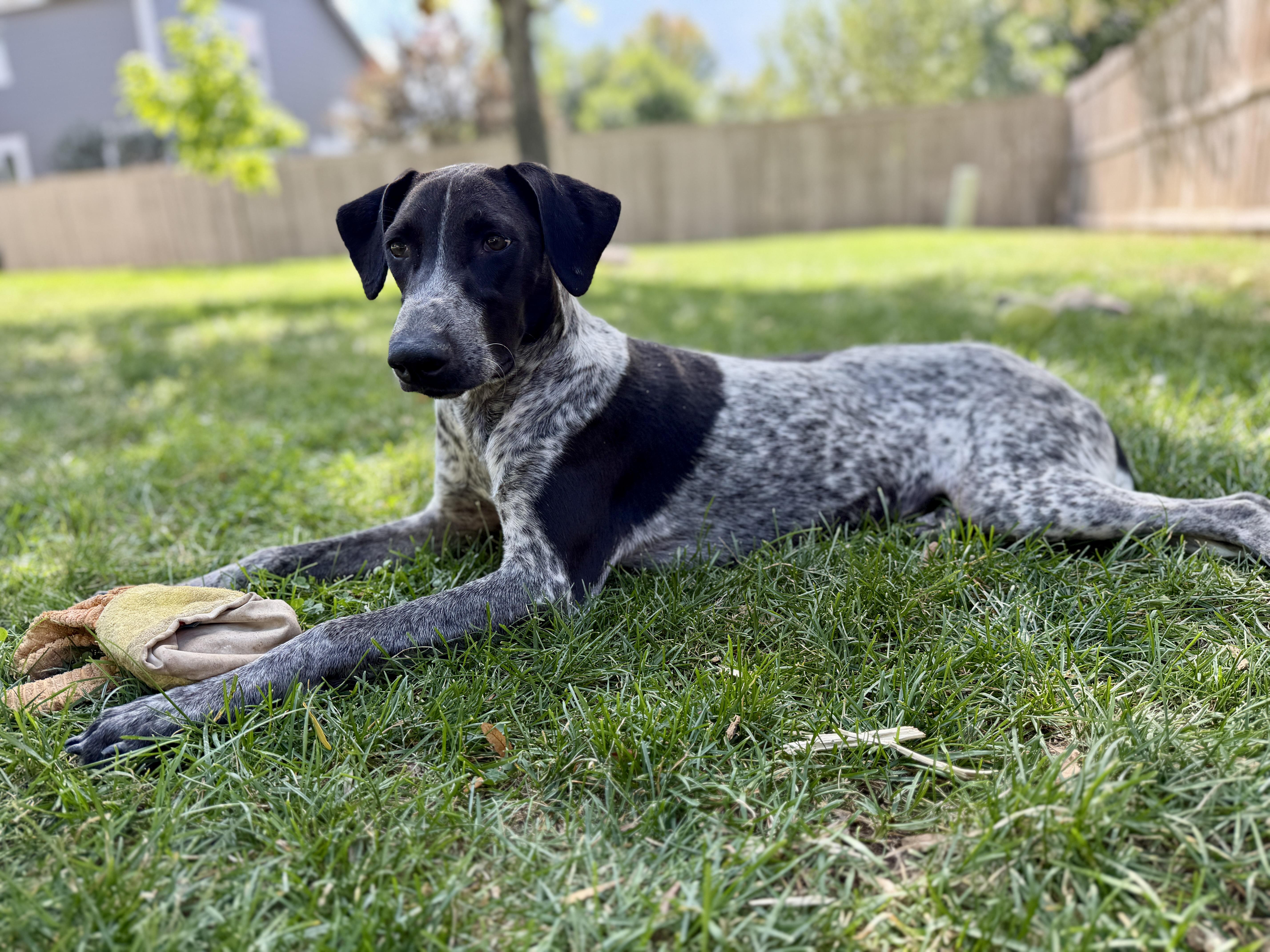 Enlarge Nikki, a Adopted mixed breed in Fort Collins, CO image 3/6
