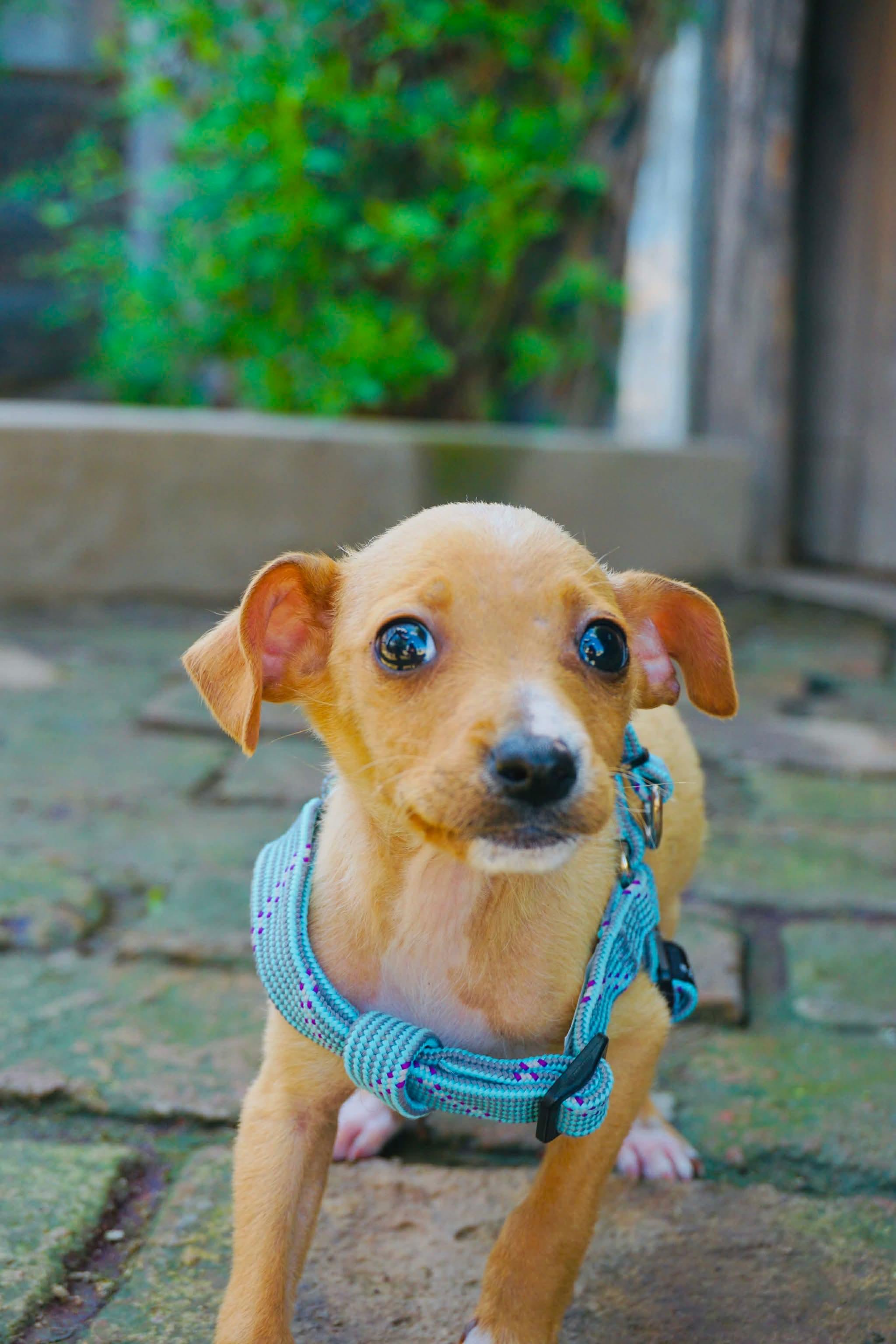 Enlarge Walrus, a Adoptable Chihuahua in San Diego, CA image 3/3