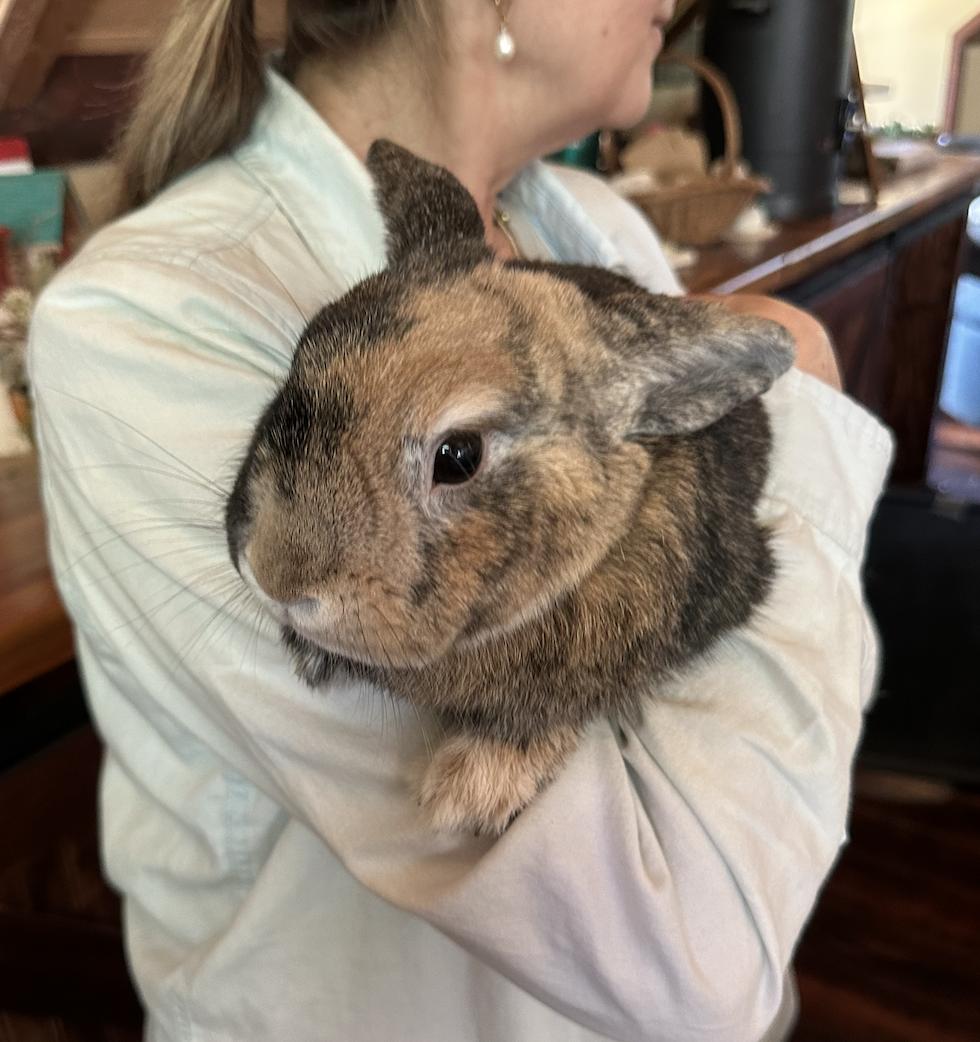 Willow, ADOPTABLE, Adult Female Rex.