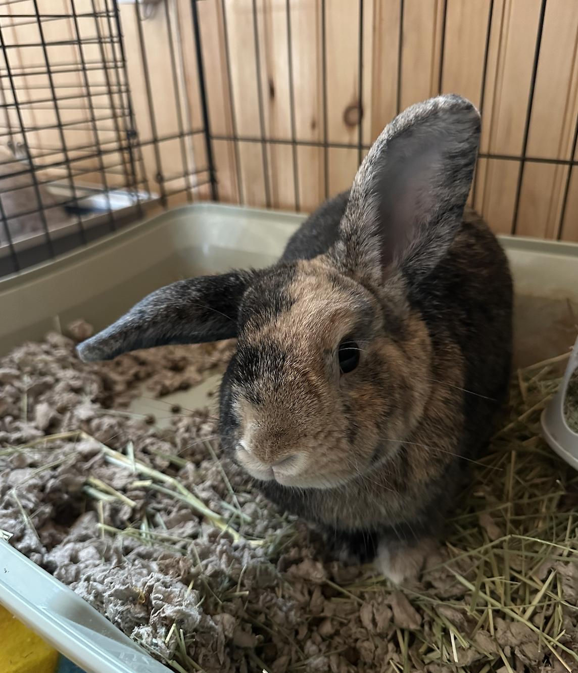 Enlarge Willow, a ADOPTABLE mixed breed in Dresher, PA image 2/2