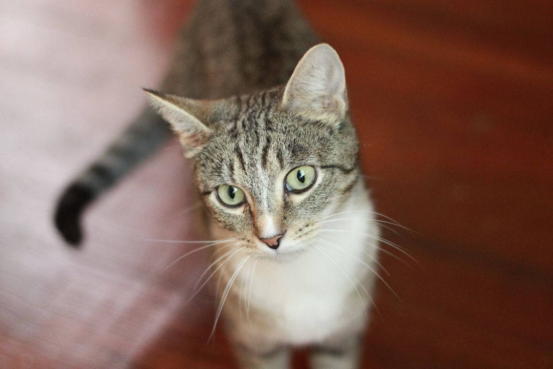 Fern, Adopted, Adult Female Domestic Short Hair.
