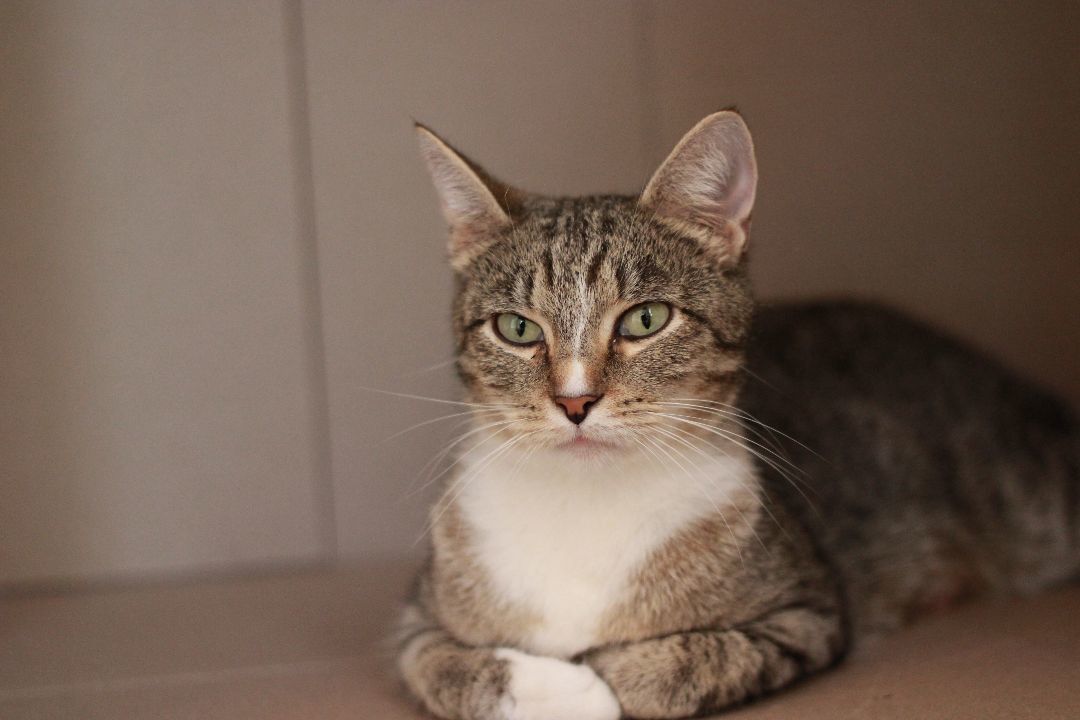 Fern, a Adopted Domestic Short Hair in Richmond, KY image 2/4