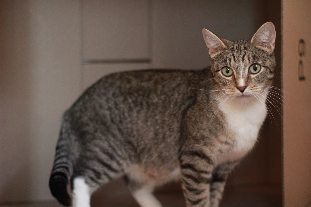 Fern, a Adopted Domestic Short Hair in Richmond, KY image 3/4