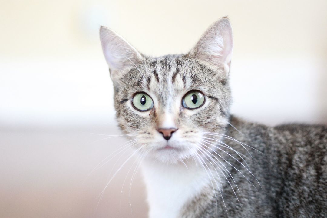 Fern, a Adopted Domestic Short Hair in Richmond, KY image 4/4